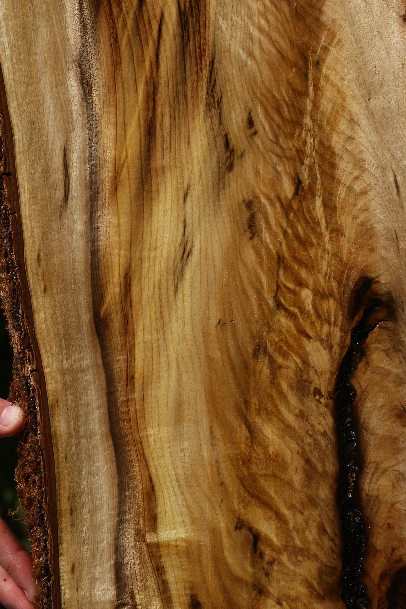 Extra Fancy Myrtle Live Edge Lumber