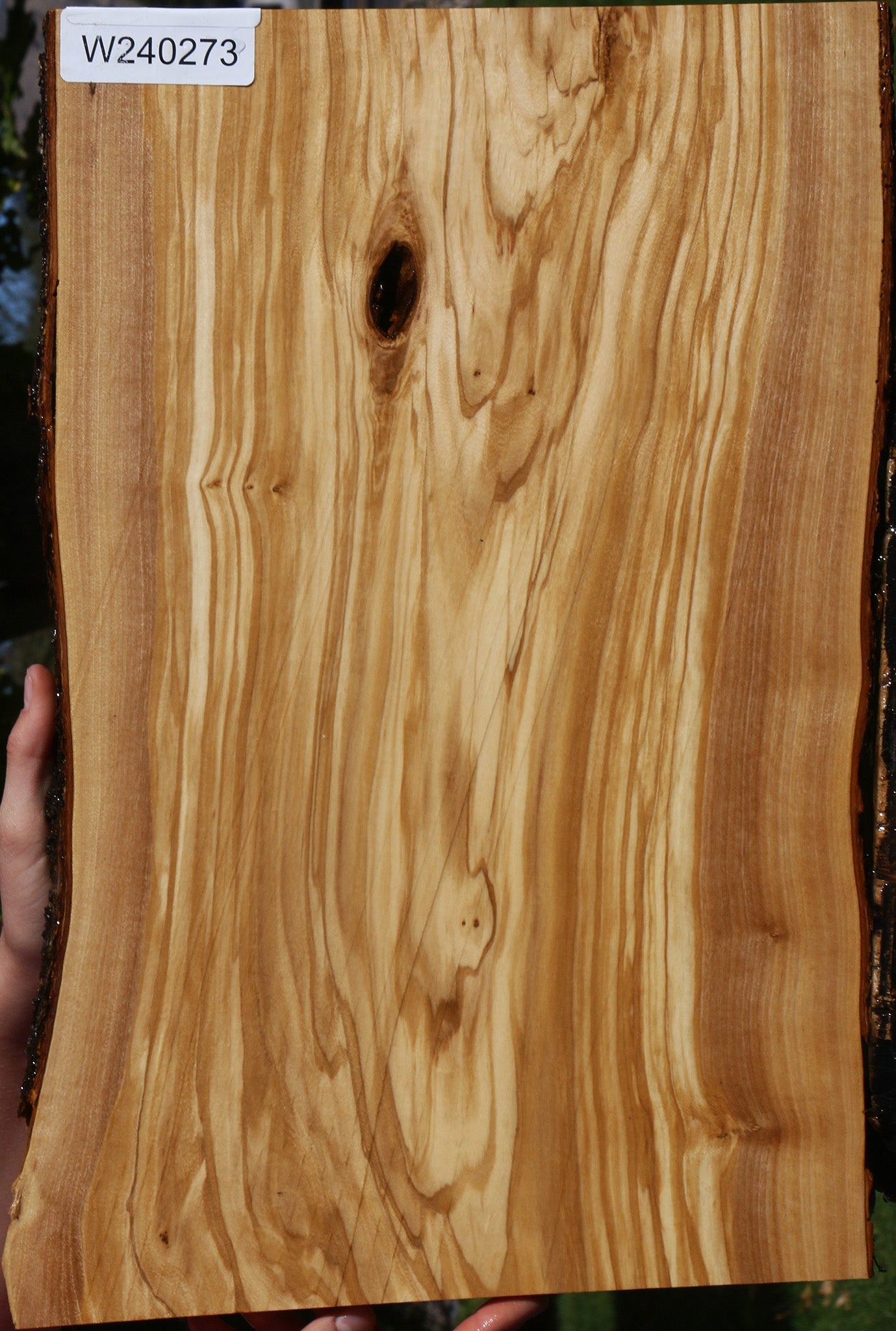 Olive Live Edge Micro Lumber