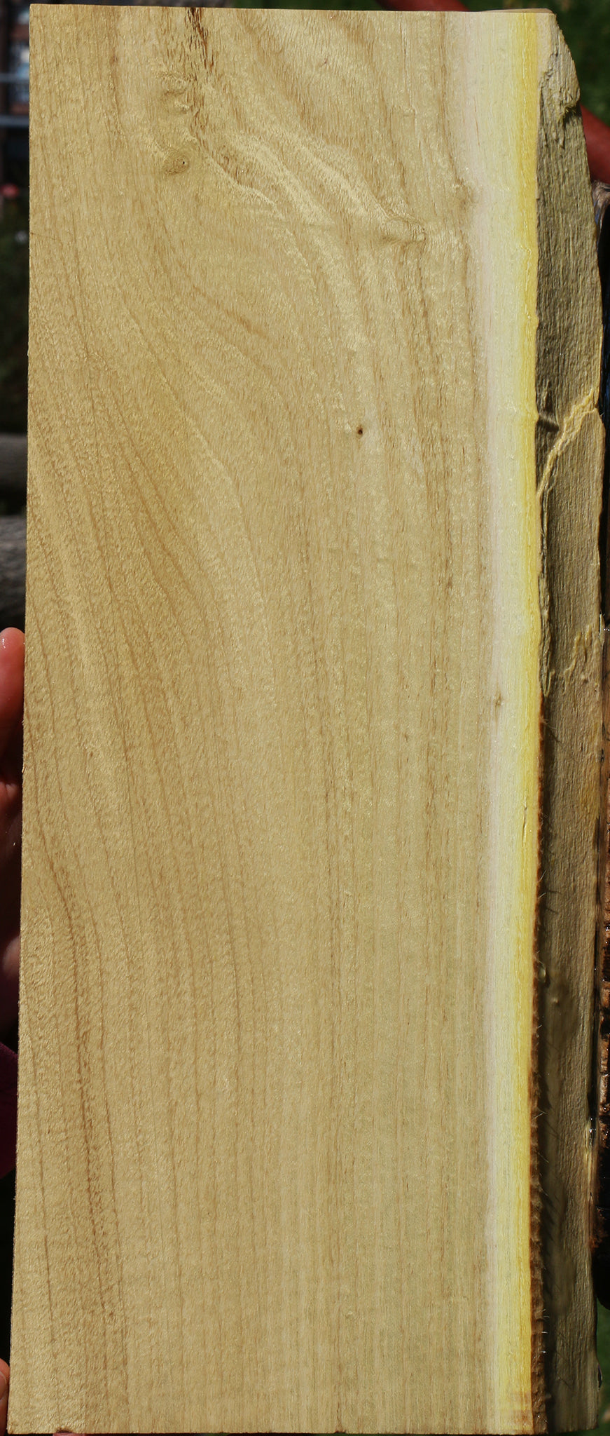 Honey Locust Live Edge Lumber