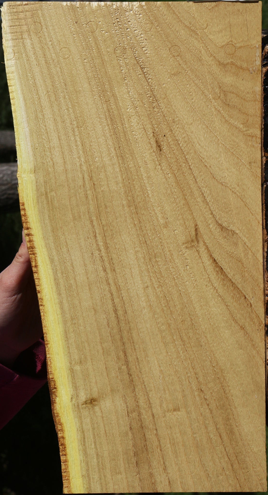 Honey Locust Live Edge Micro Lumber