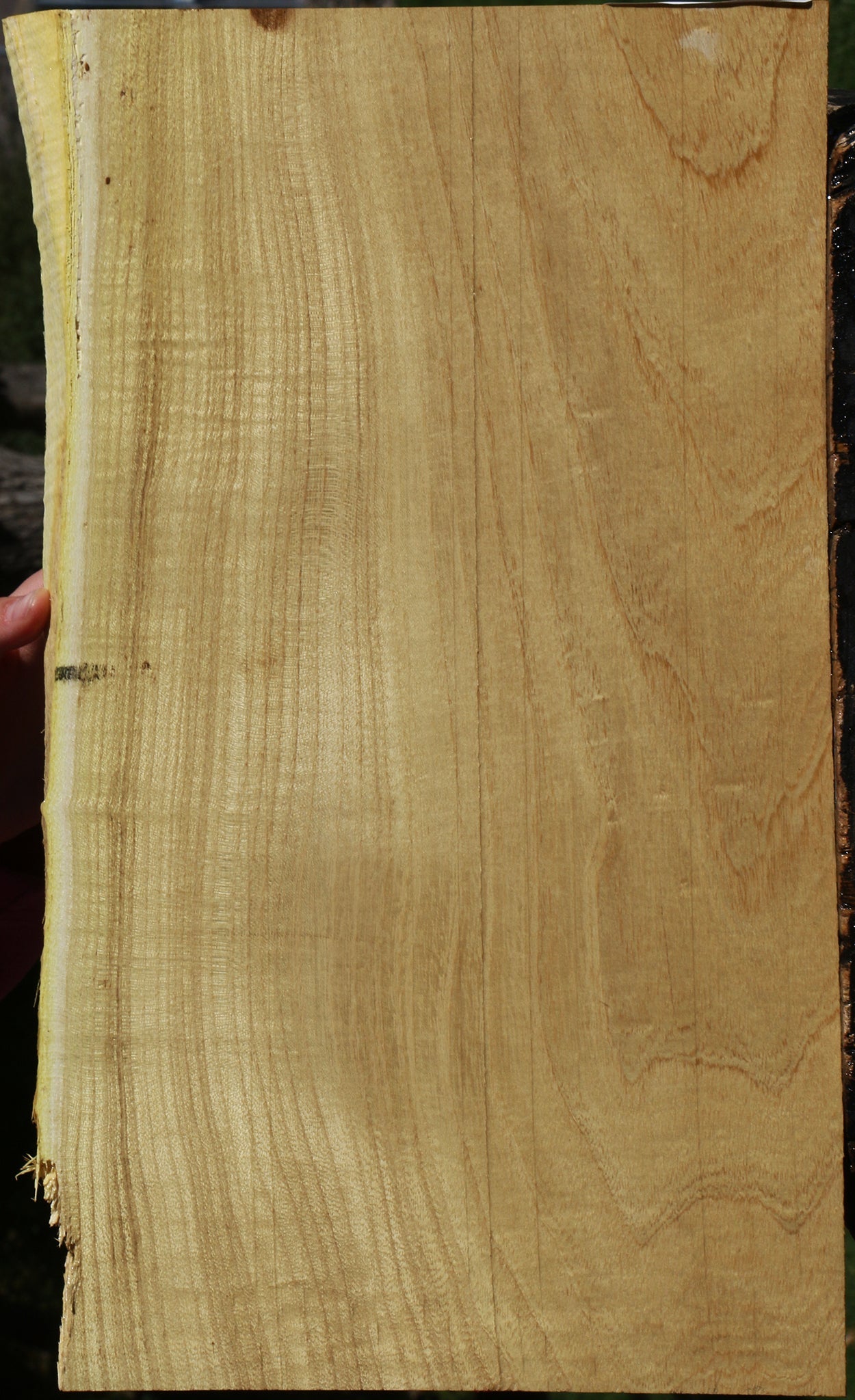 Honey Locust Live Edge Micro Lumber