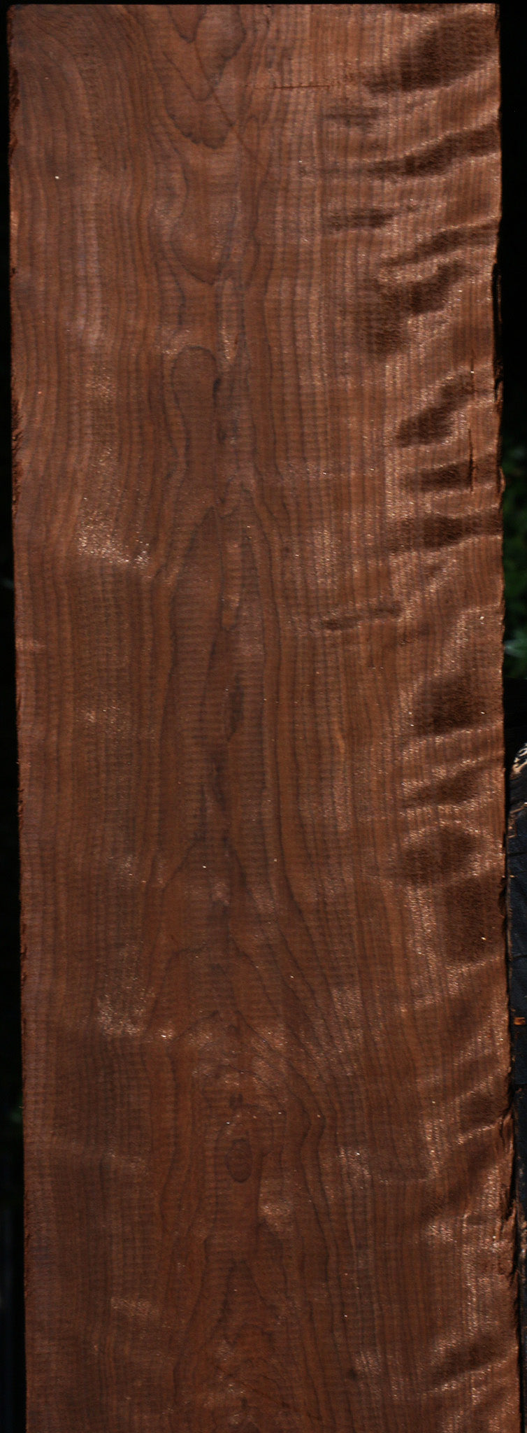 Extra Fancy Curly Caramelized Birch Lumber