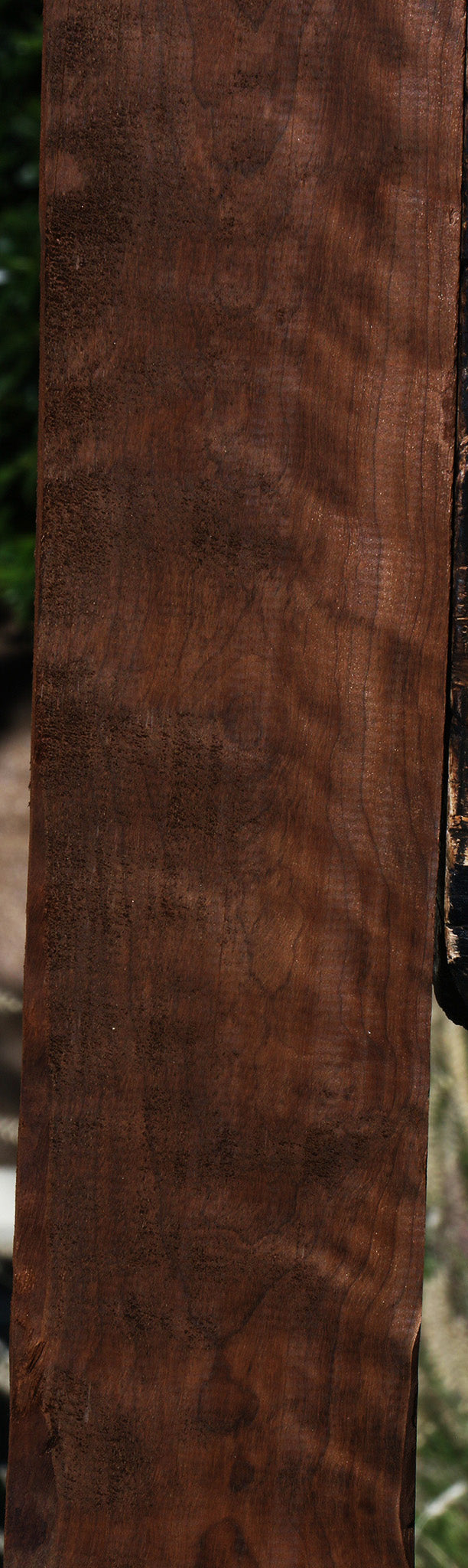 Extra Fancy Curly Caramelized Birch Lumber