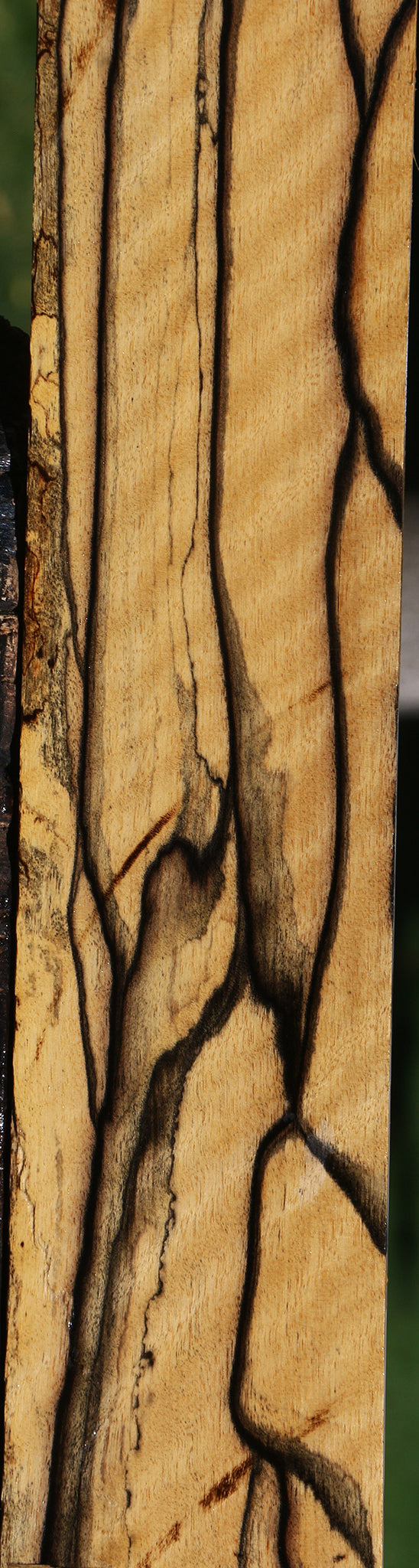 Exhibition Black & White Ebony Fingerboard