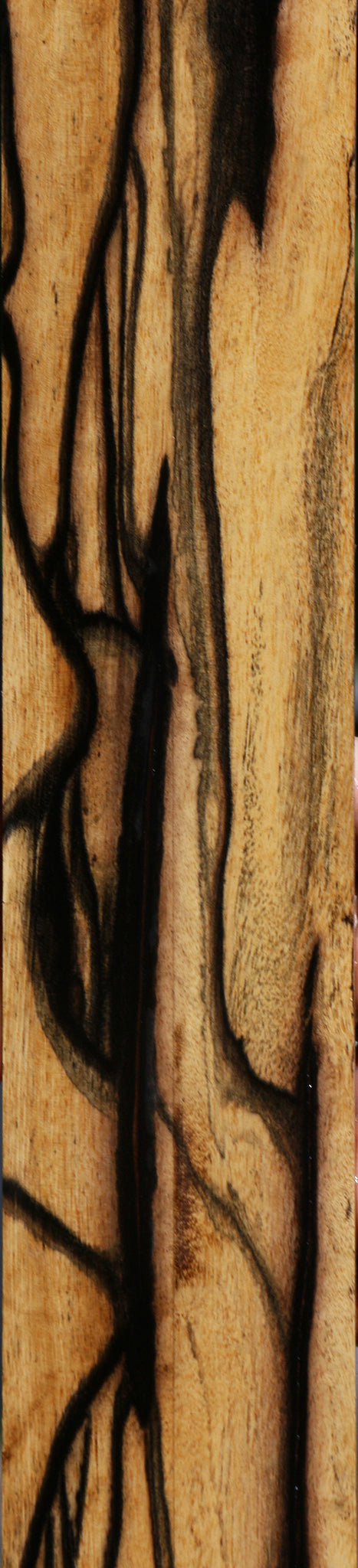 Black & White Ebony Fingerboard