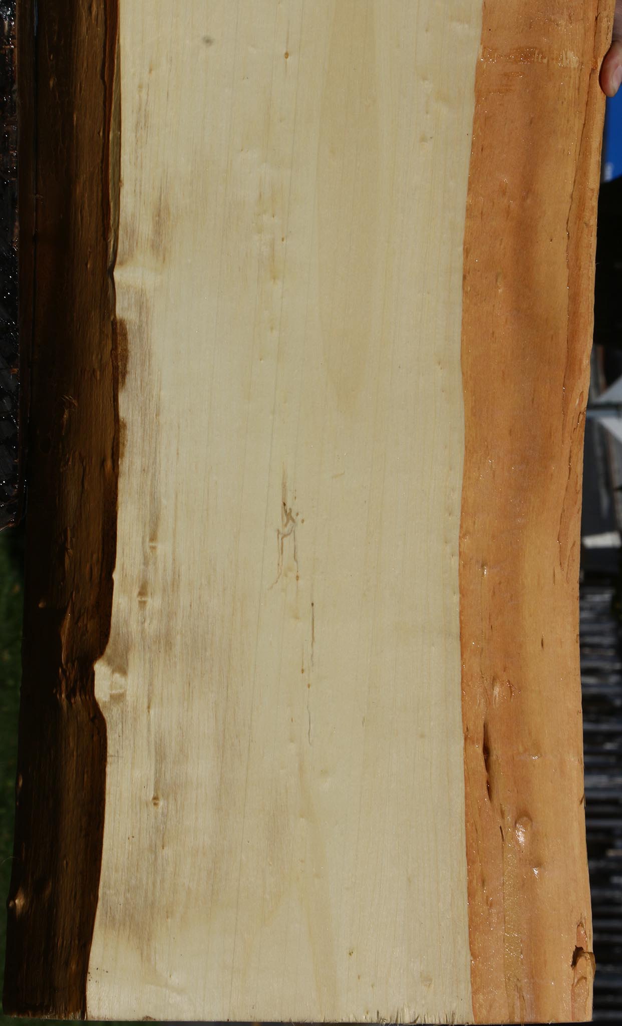 Black Cottonwood Live Edge Mini Slab