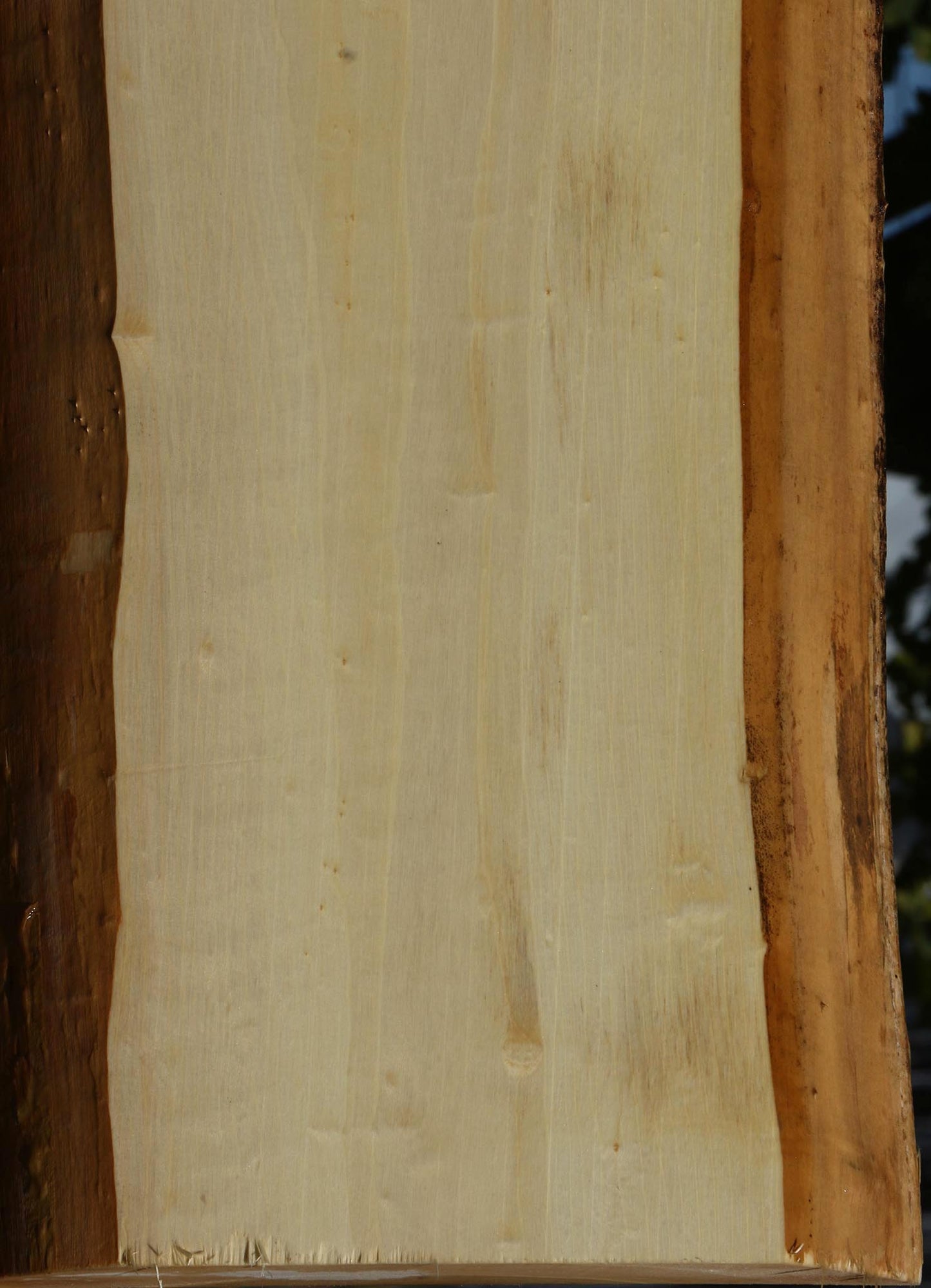 Black Cottonwood Live Edge Mini Slab