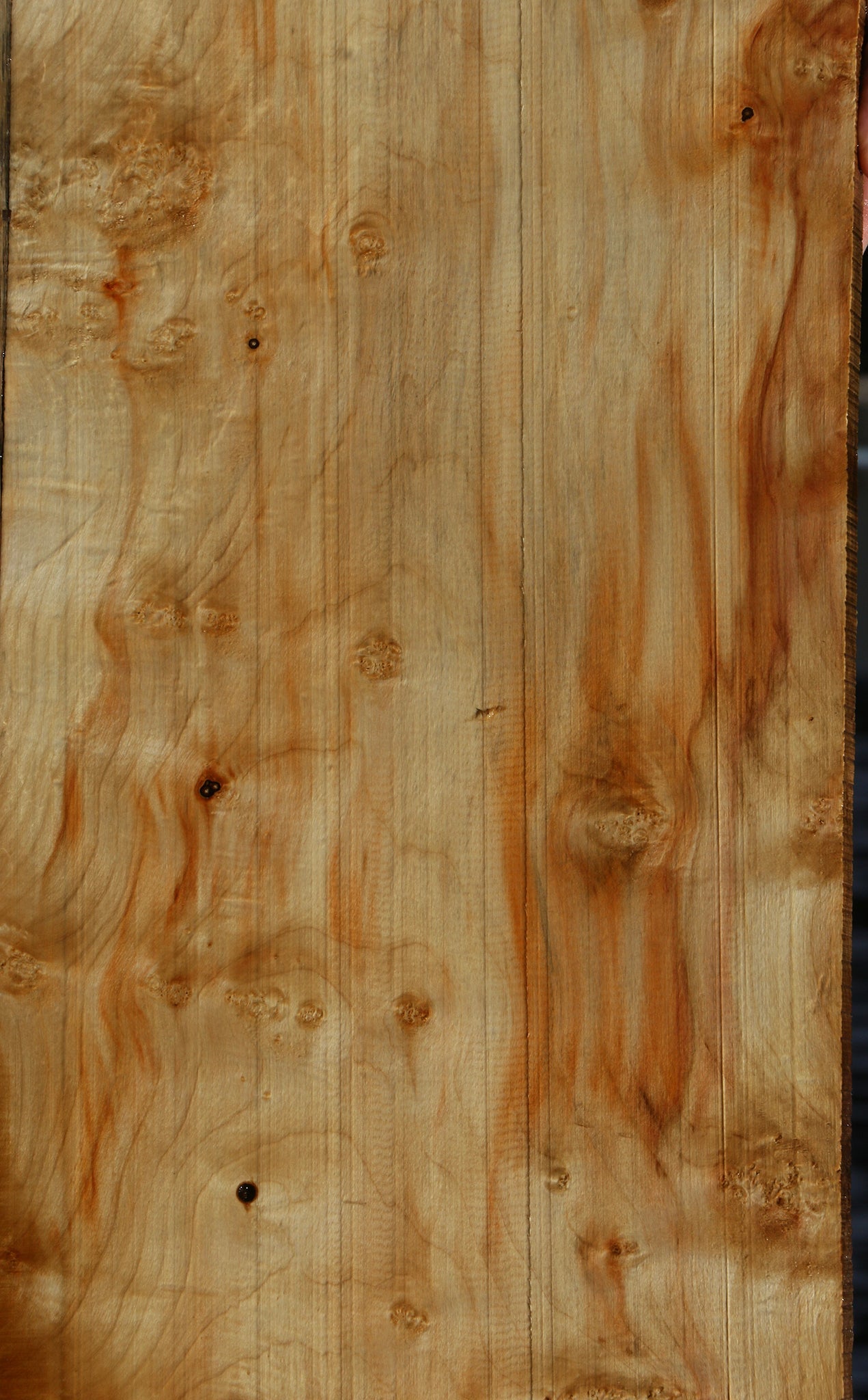 Extra Fancy Box Elder Lumber