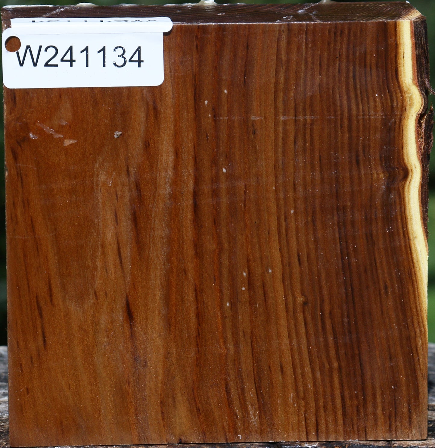 Russian Olive Bowl Blank