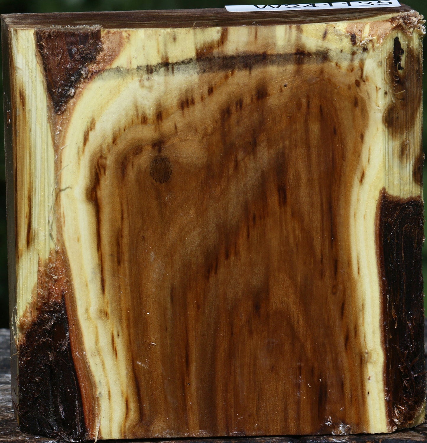 Russian Olive Bowl Blank