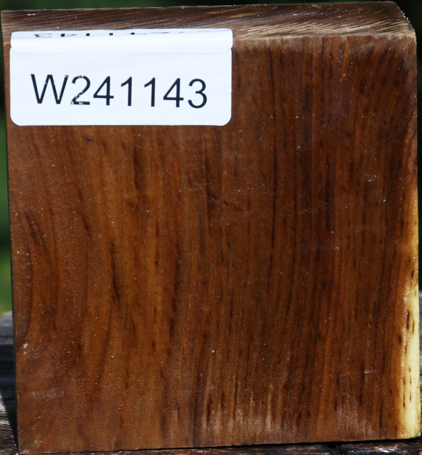 Russian Olive Bowl Blank