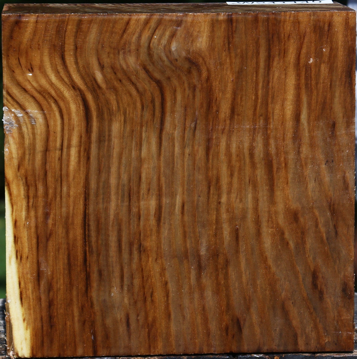 Russian Olive Bowl Blank