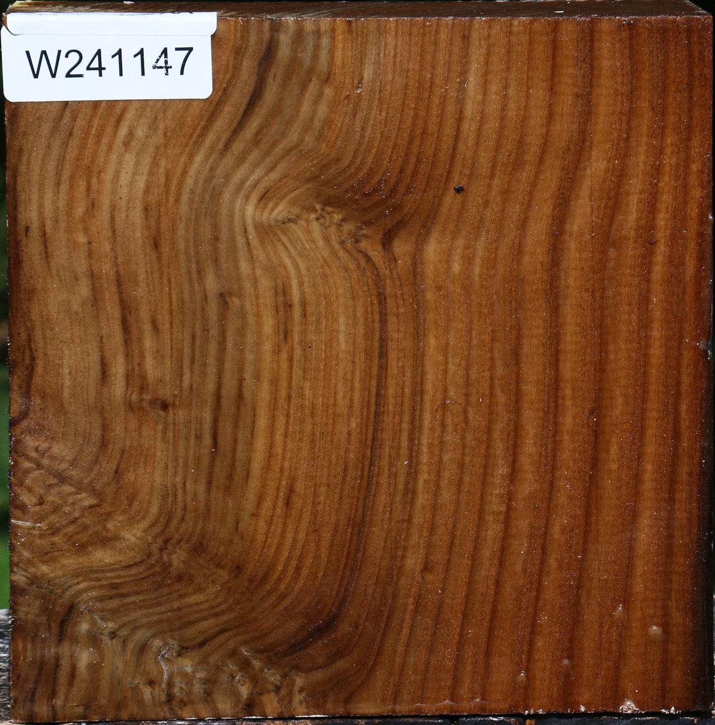 Russian Olive Bowl Blank