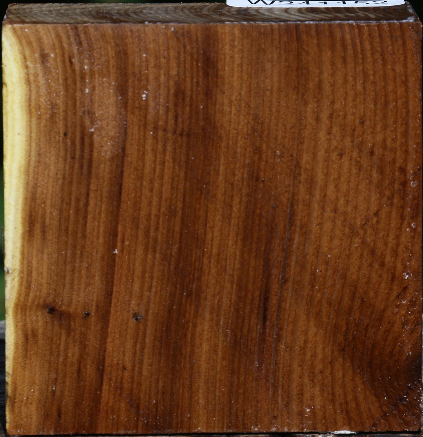 Russian Olive Bowl Blank