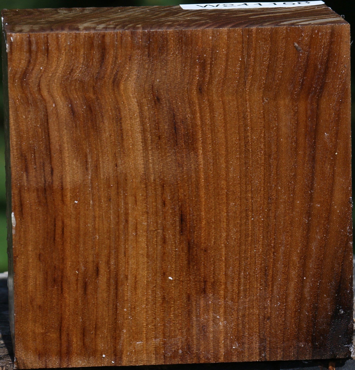 Russian Olive Bowl Blank