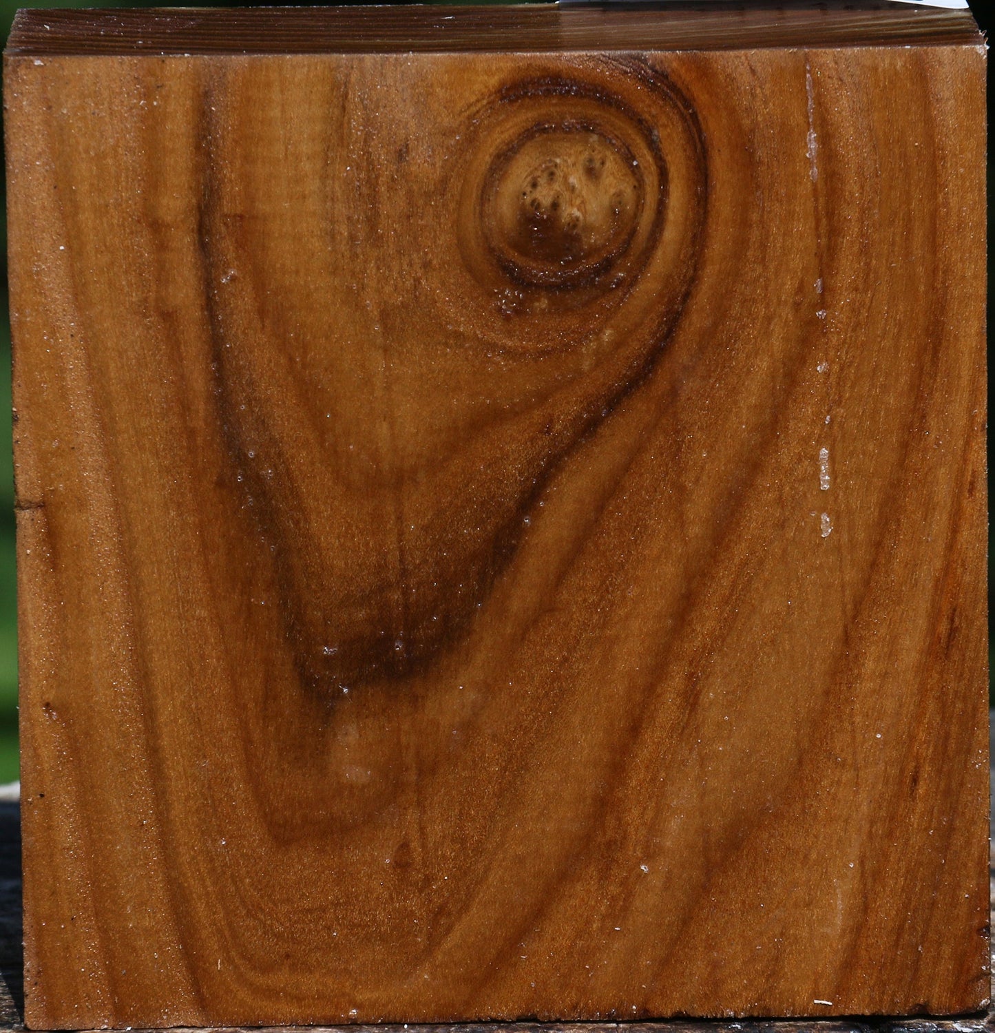 Russian Olive Bowl Blank