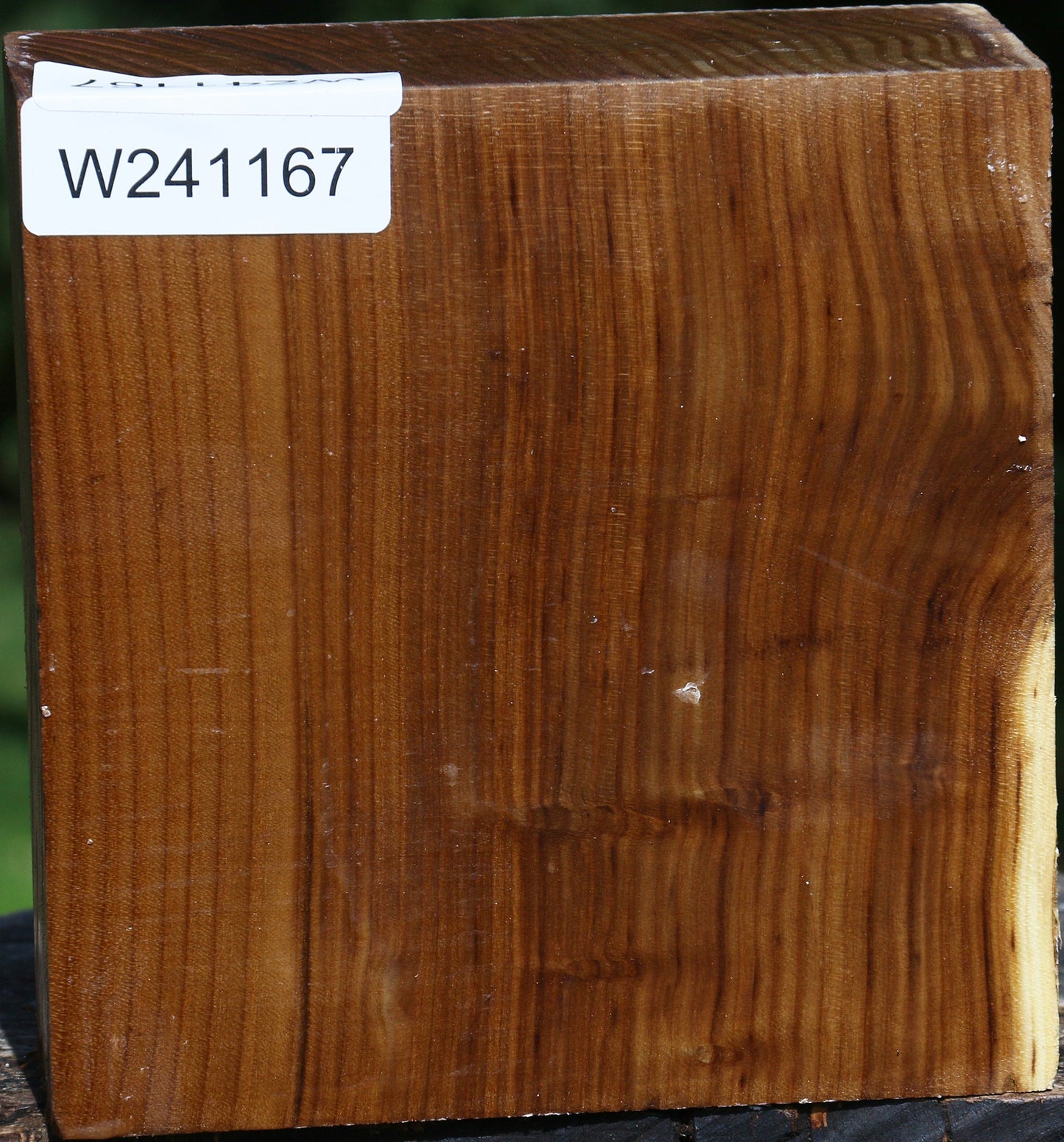 Russian Olive Bowl Blank