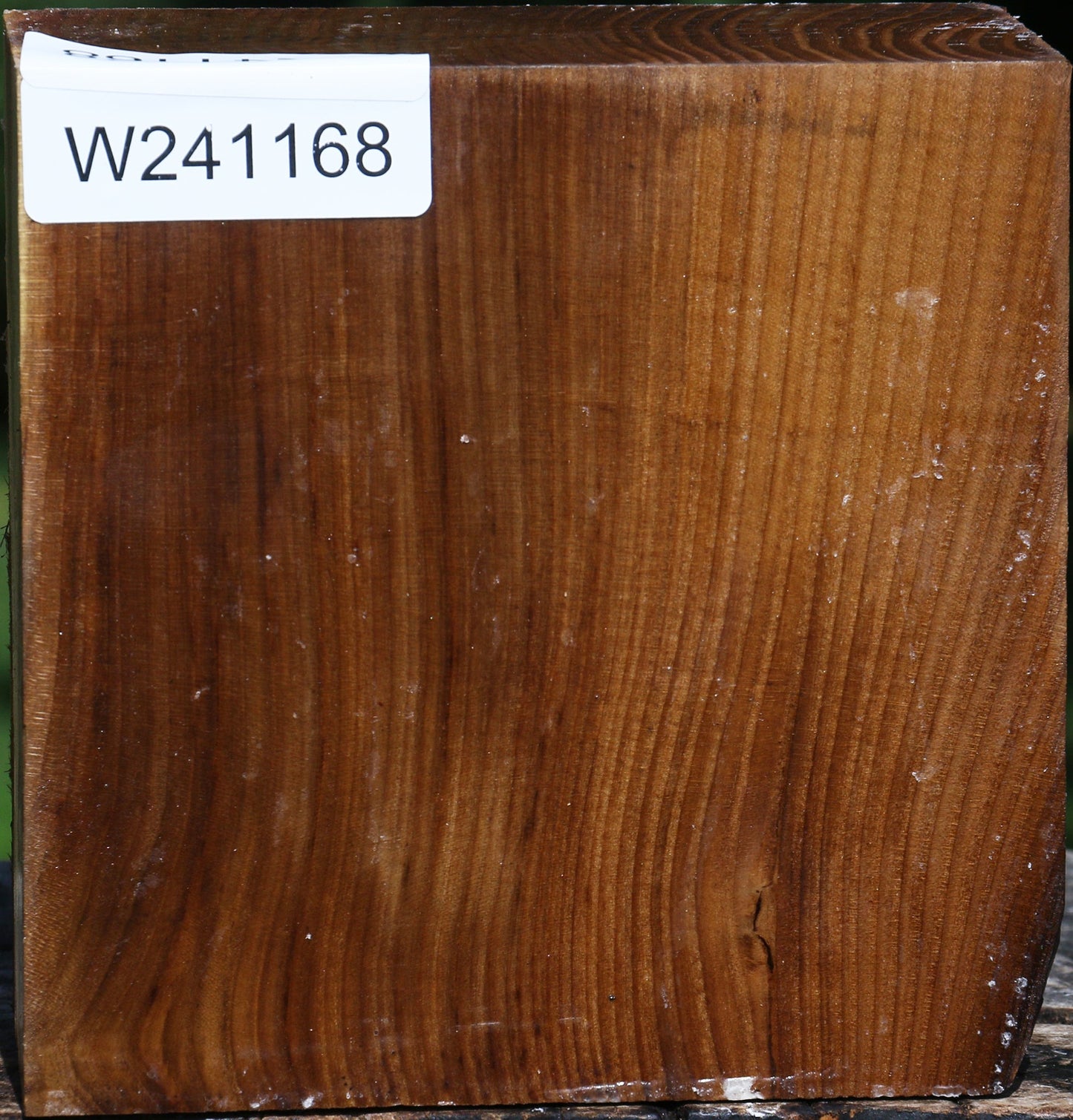 Russian Olive Bowl Blank