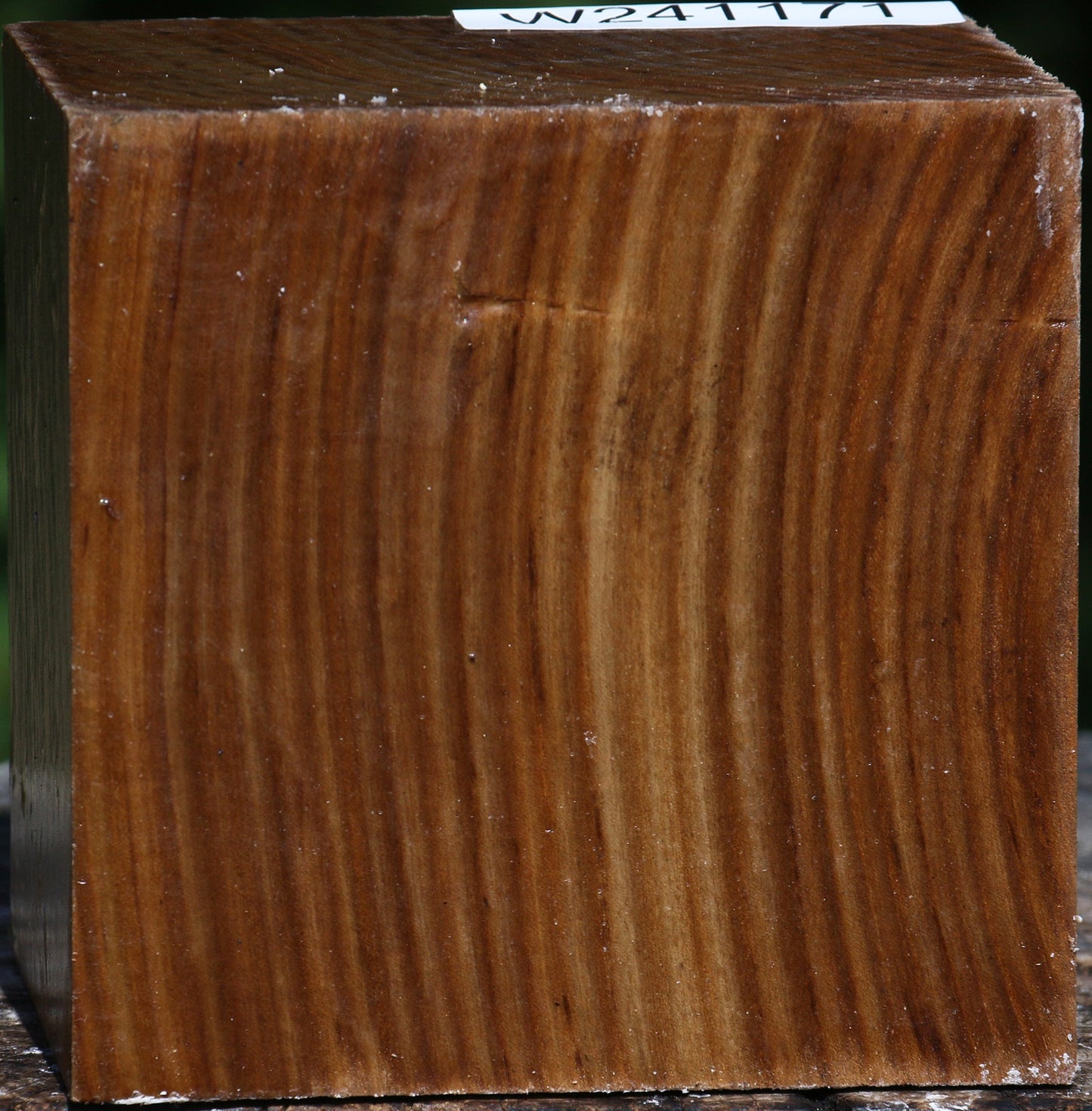 Russian Olive Bowl Blank