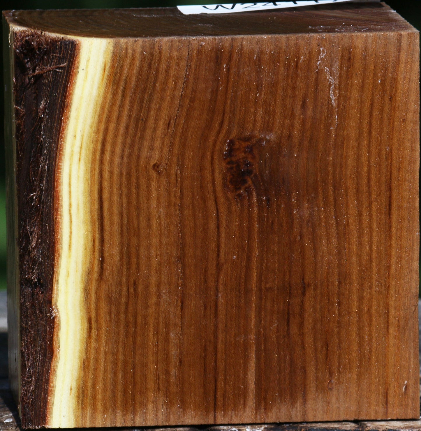 Russian Olive Bowl Blank