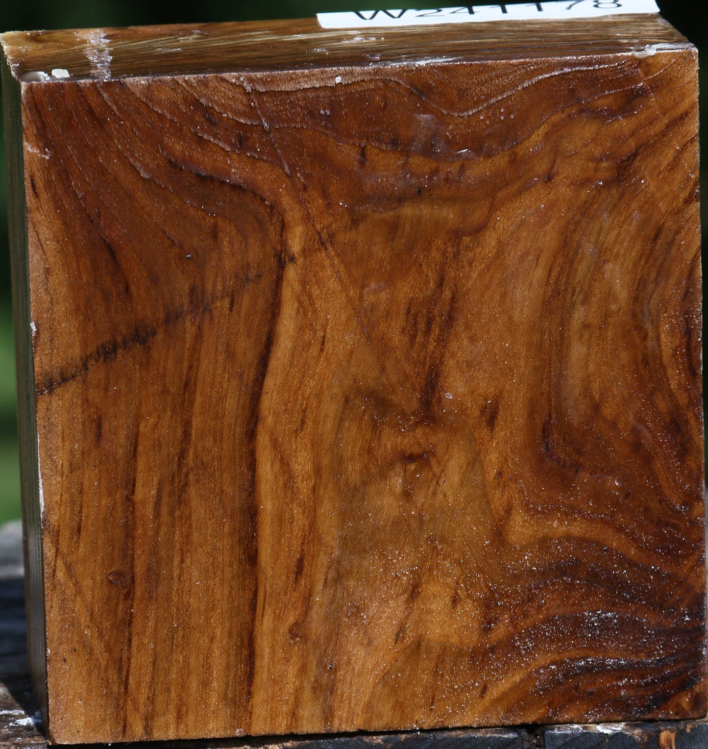 Russian Olive Bowl Blank