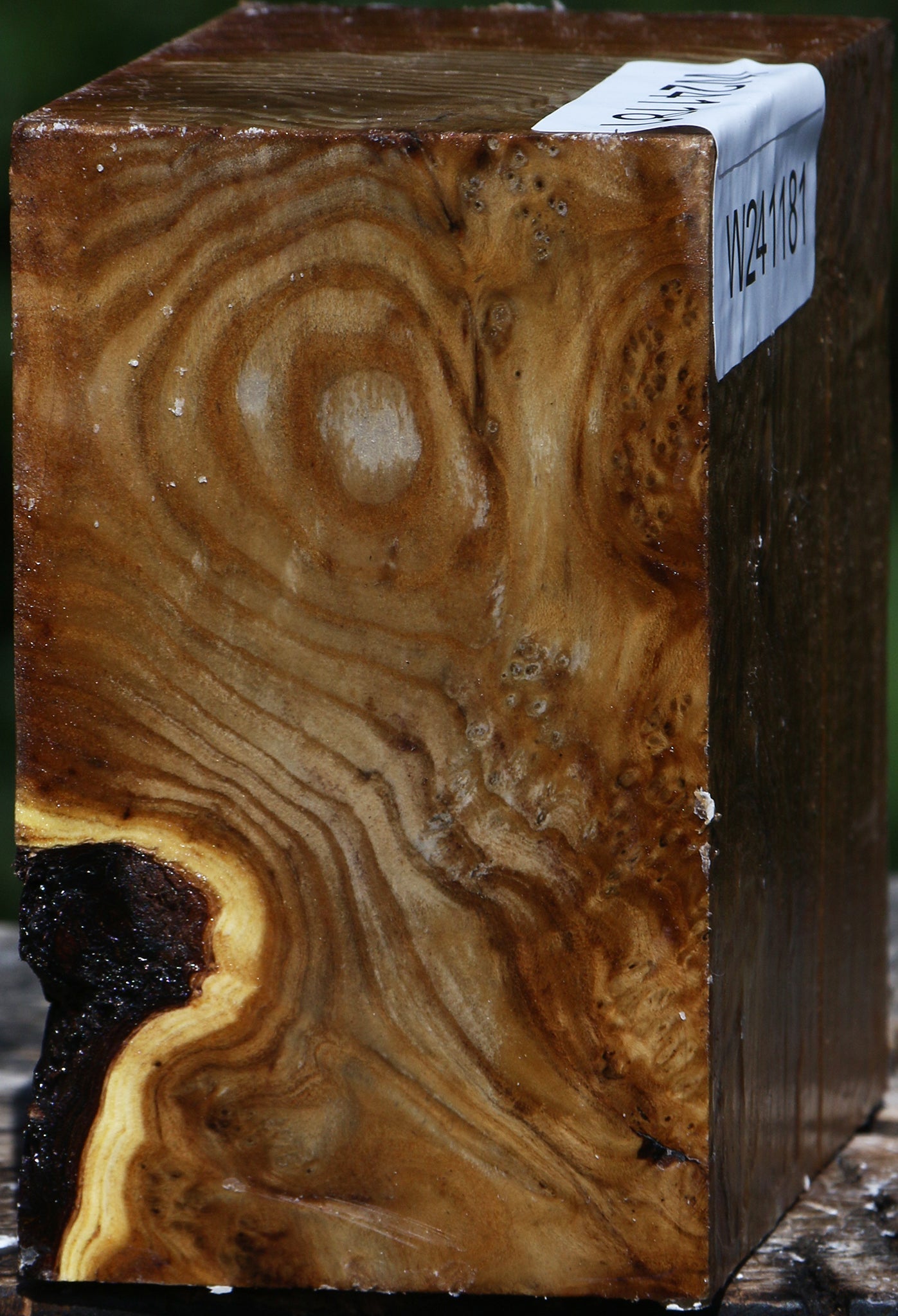 Figured Russian Olive Bowl Blank