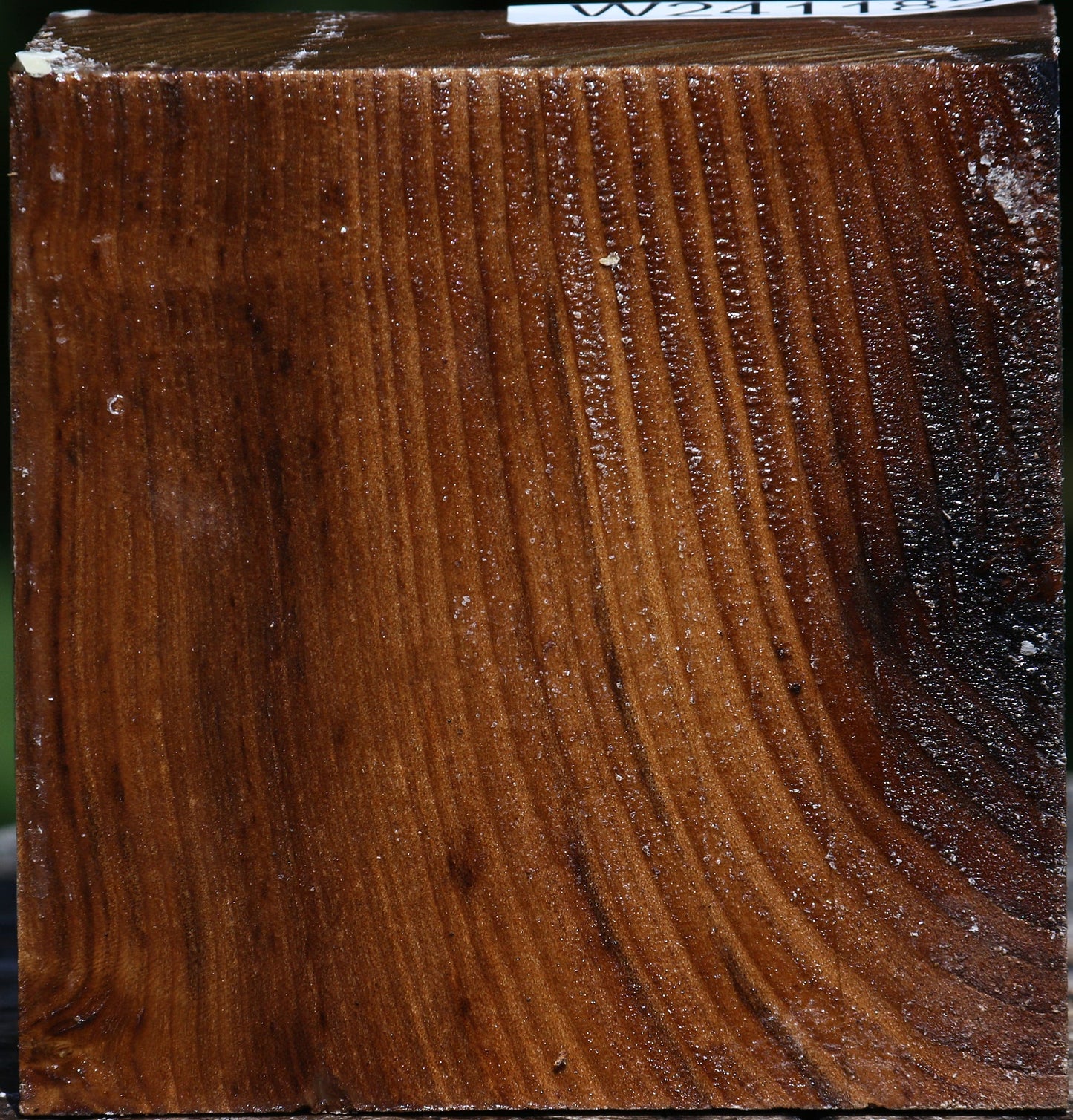 Russian Olive Bowl Blank