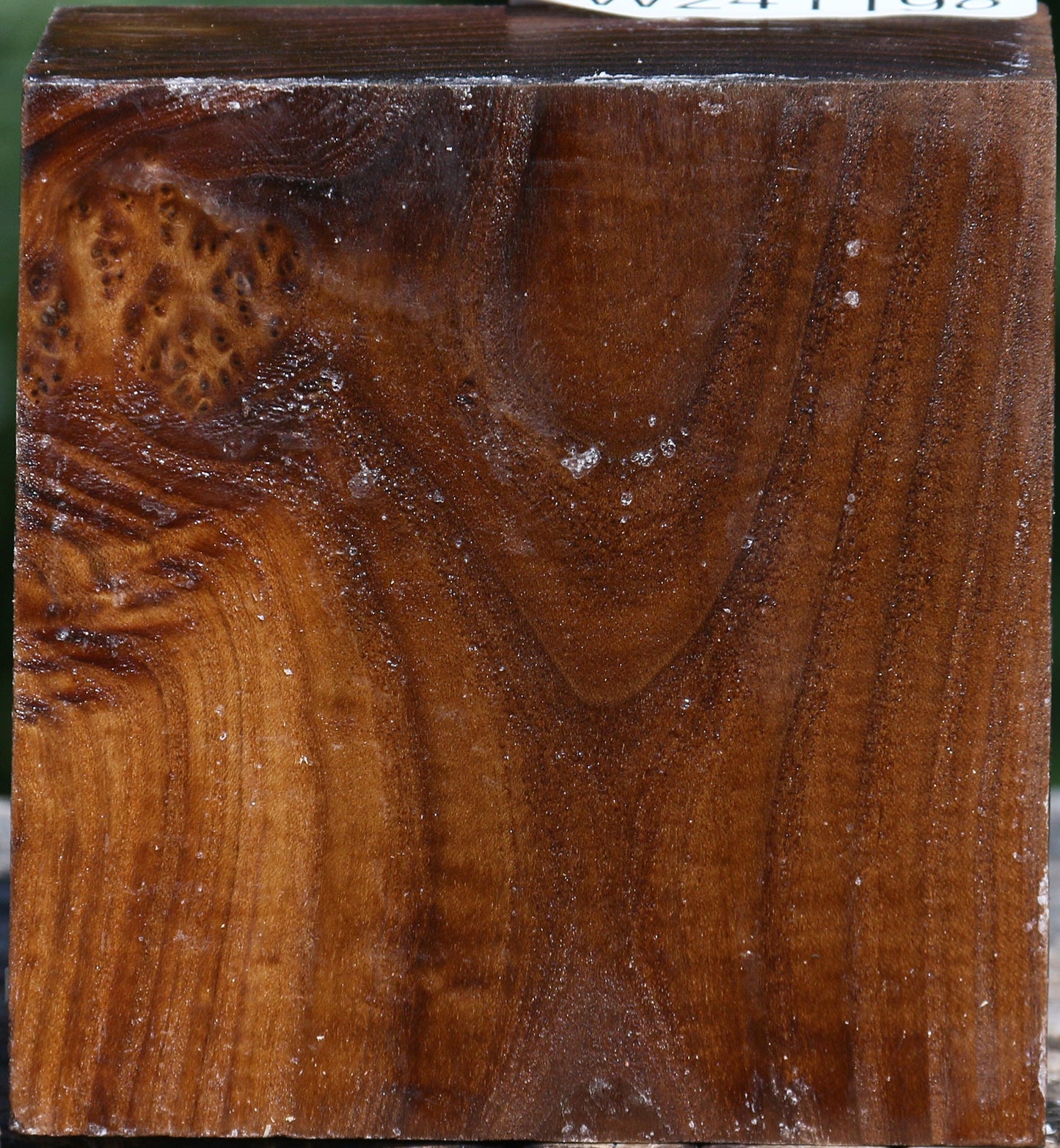 Russian Olive Bowl Blank