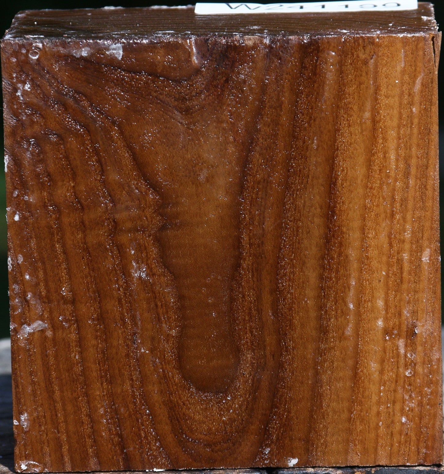 Russian Olive Bowl Blank