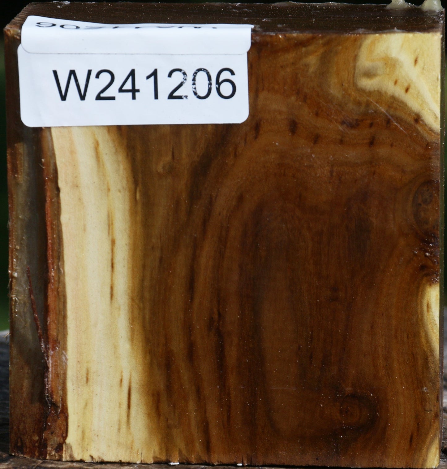 Russian Olive Bowl Blank