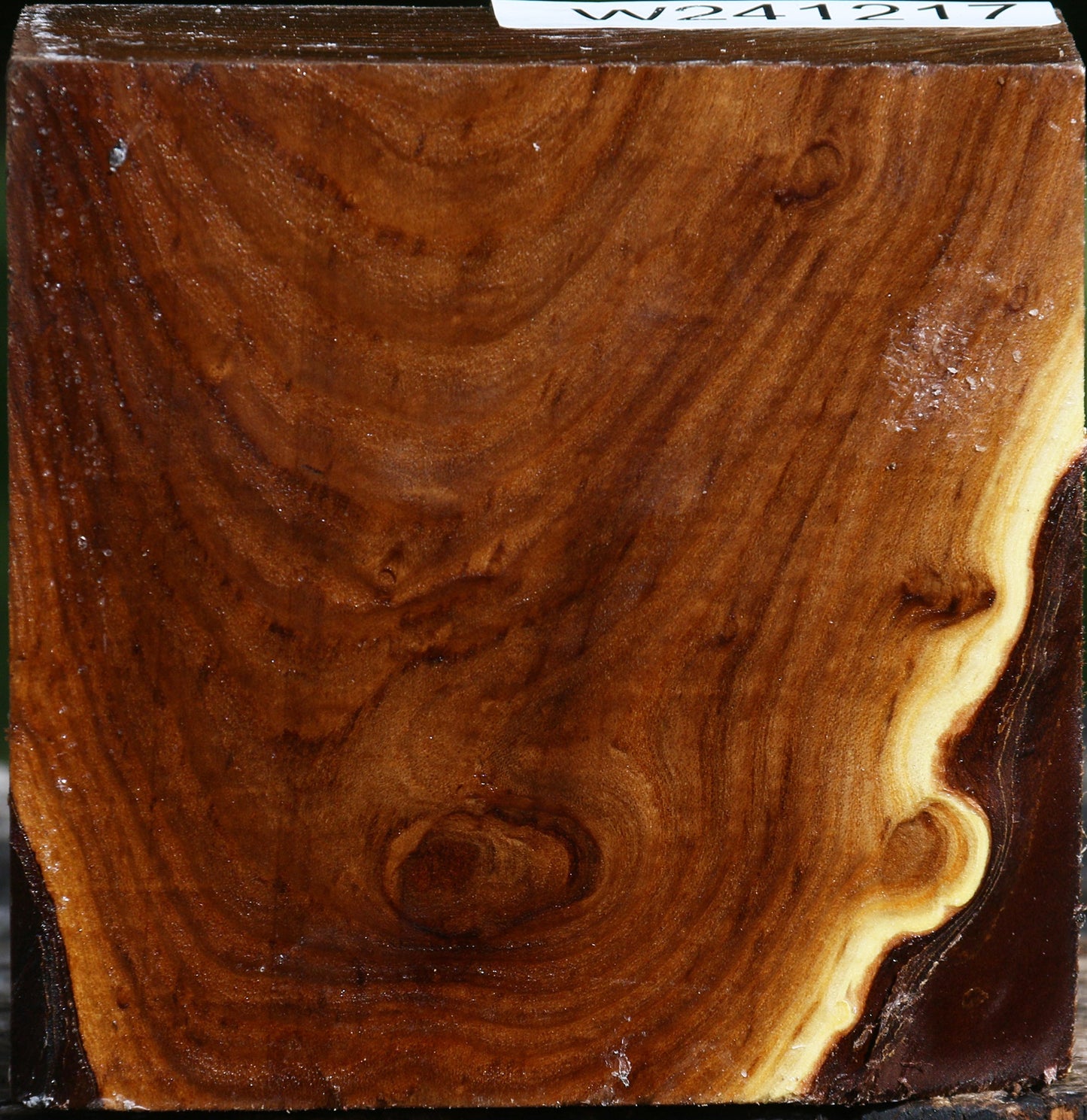 Russian Olive Bowl Blank