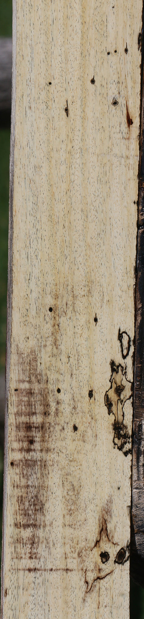 Spalted Tamarind Lumber