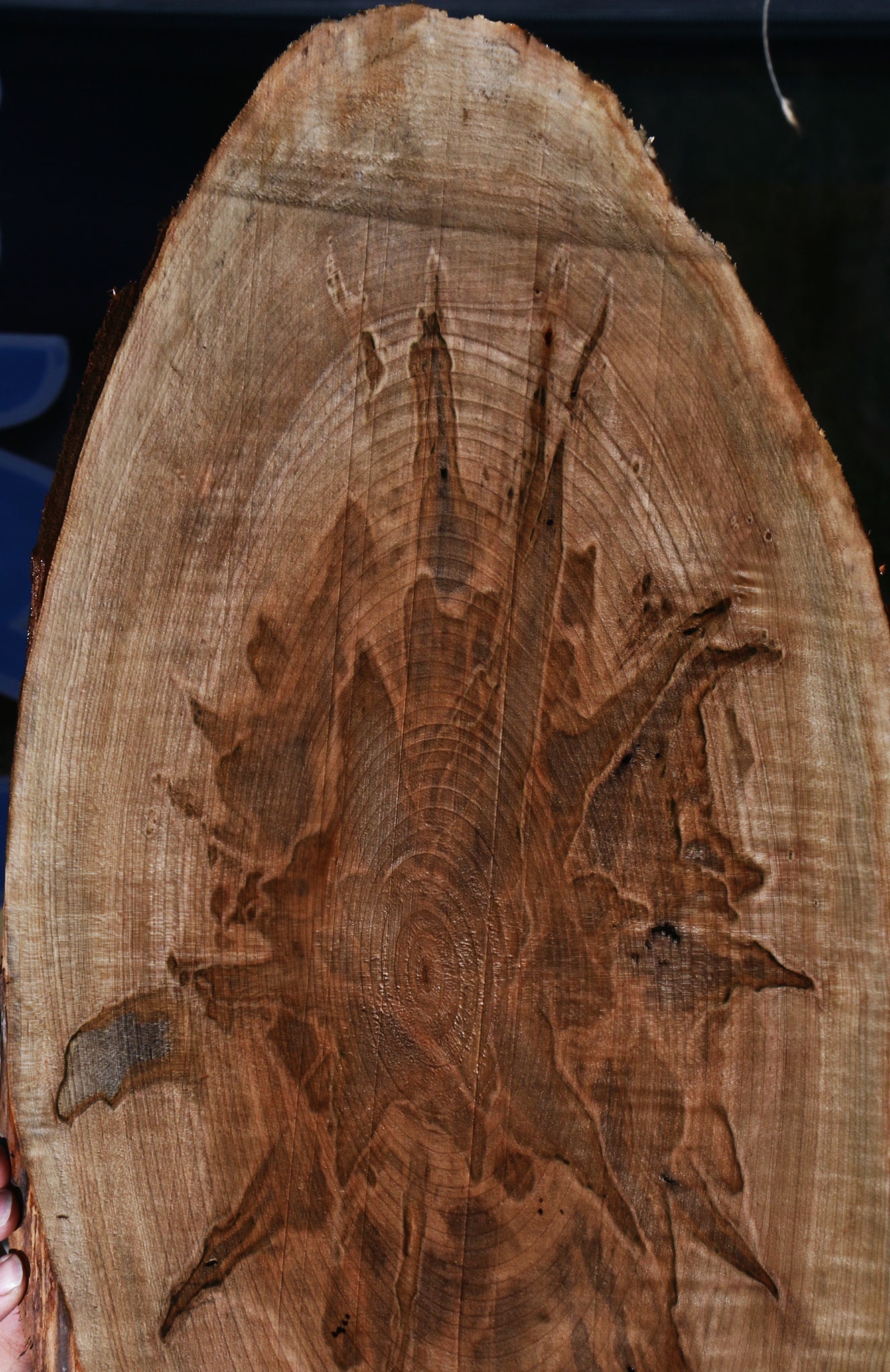 Extra Fancy Ambrosia Maple Cookie