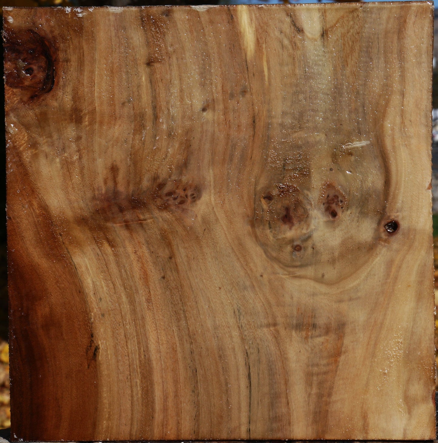 Figured California Cottonwood Bowl Blank