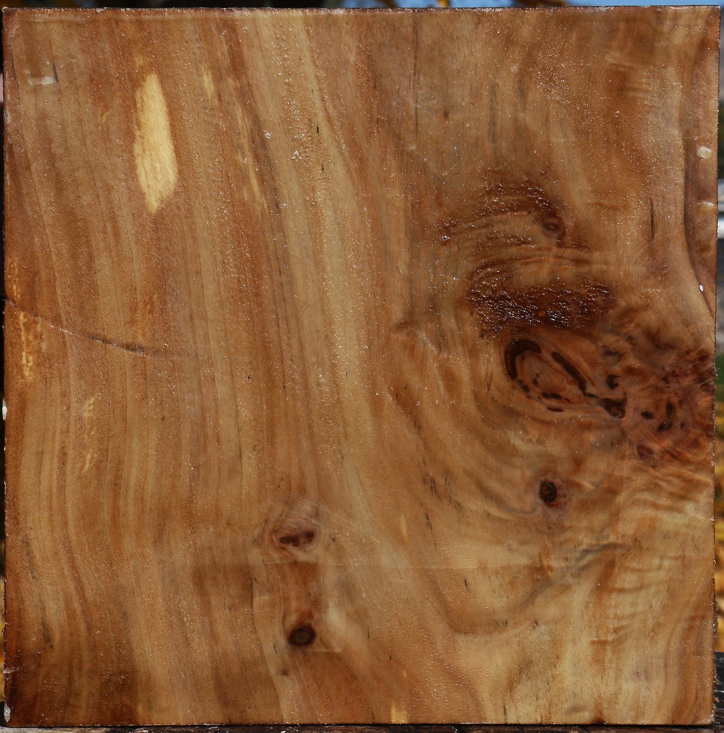 Figured California Cottonwood Bowl Blank