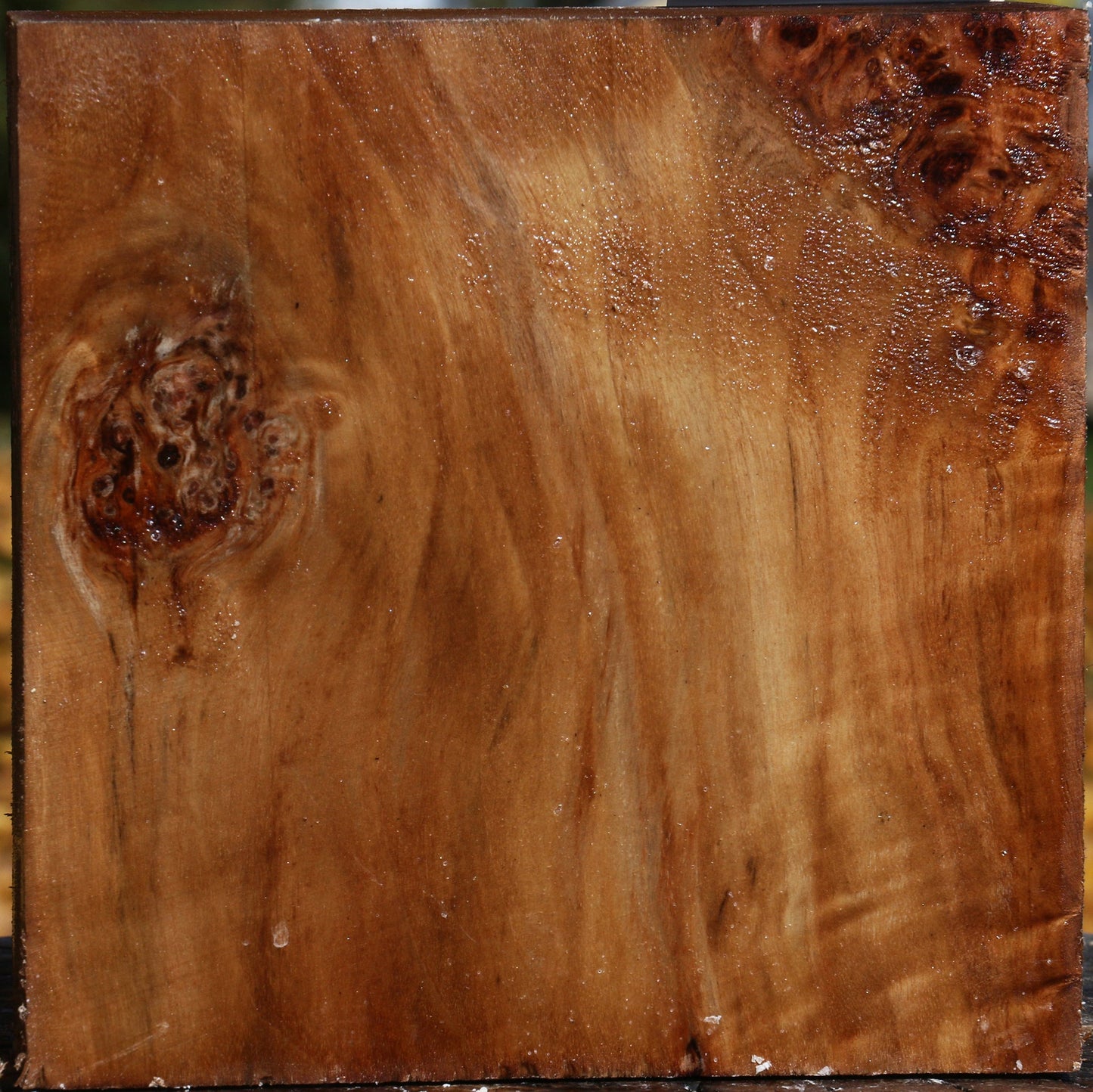 Figured California Cottonwood Bowl Blank