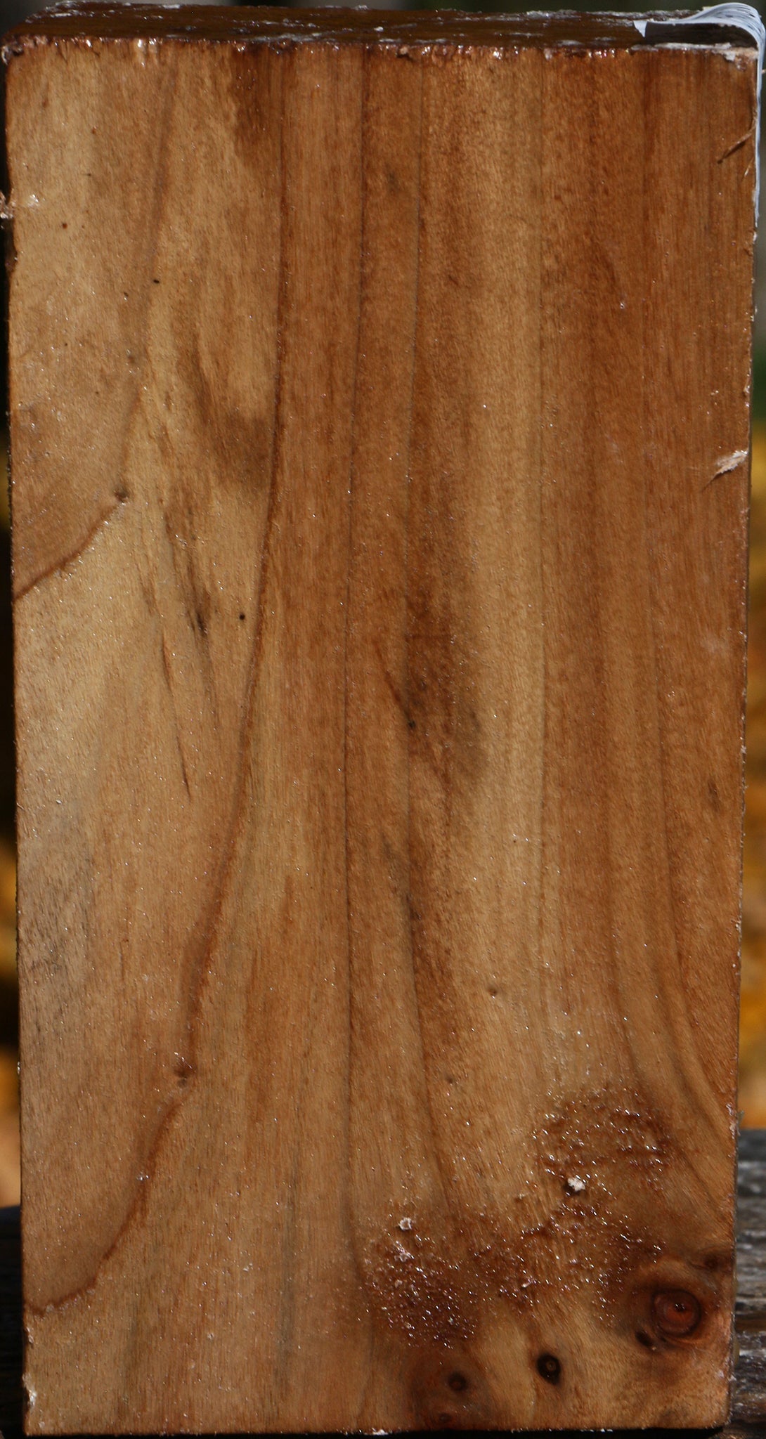 California Cottonwood Turning Square