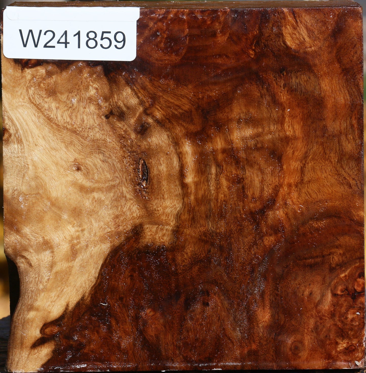 Extra Fancy California Cottonwood Bowl Blank