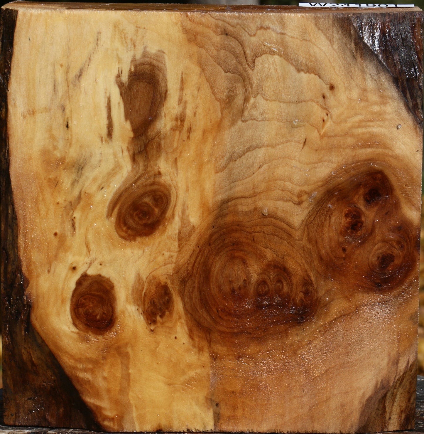 California Cottonwood Burl Bowl Blank
