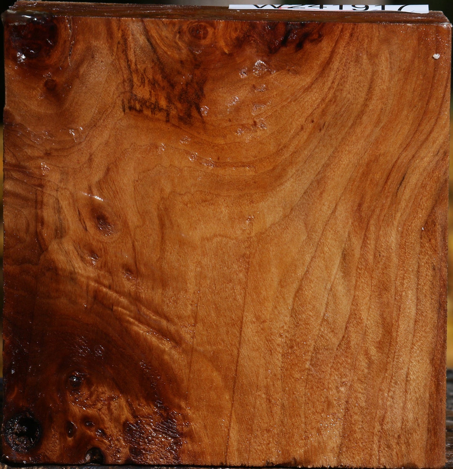 Figured California Cottonwood Bowl Blank