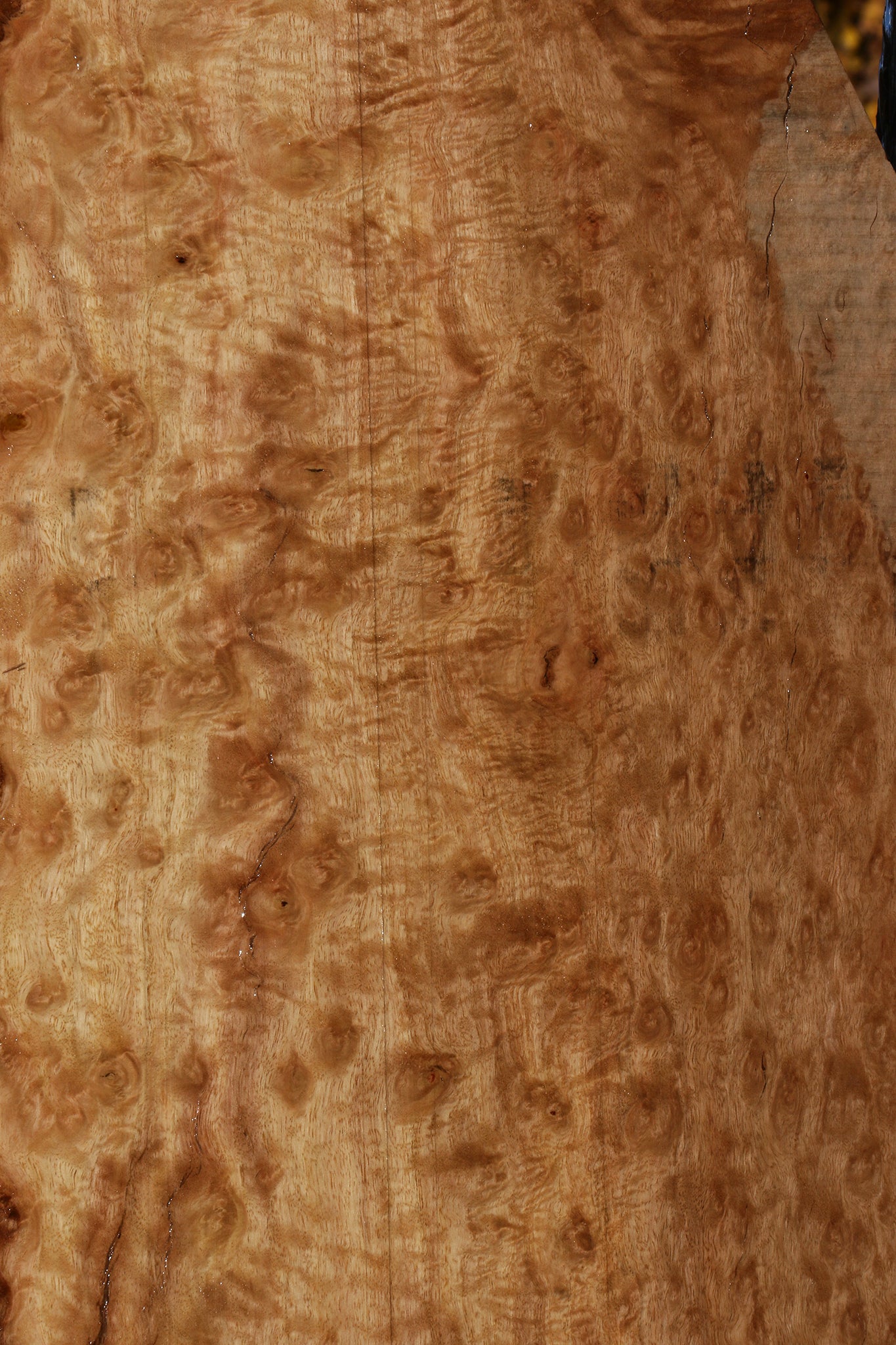 Extra Fancy Pomelle Eucalyptus Live Edge Lumber