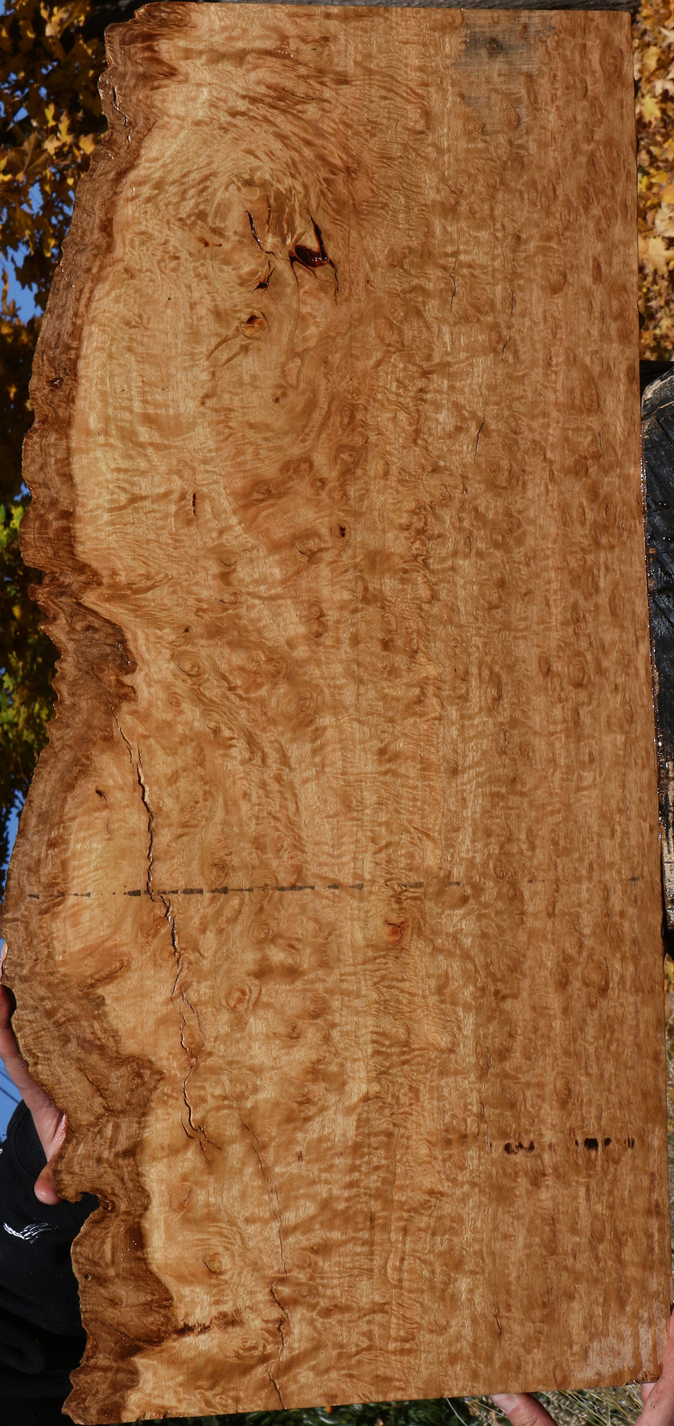 Extra Fancy Pomelle Eucalyptus Live Edge Lumber