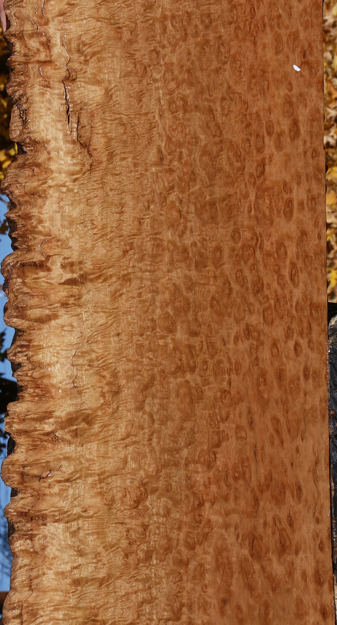 Exhibition Pomelle Eucalyptus Live Edge Lumber