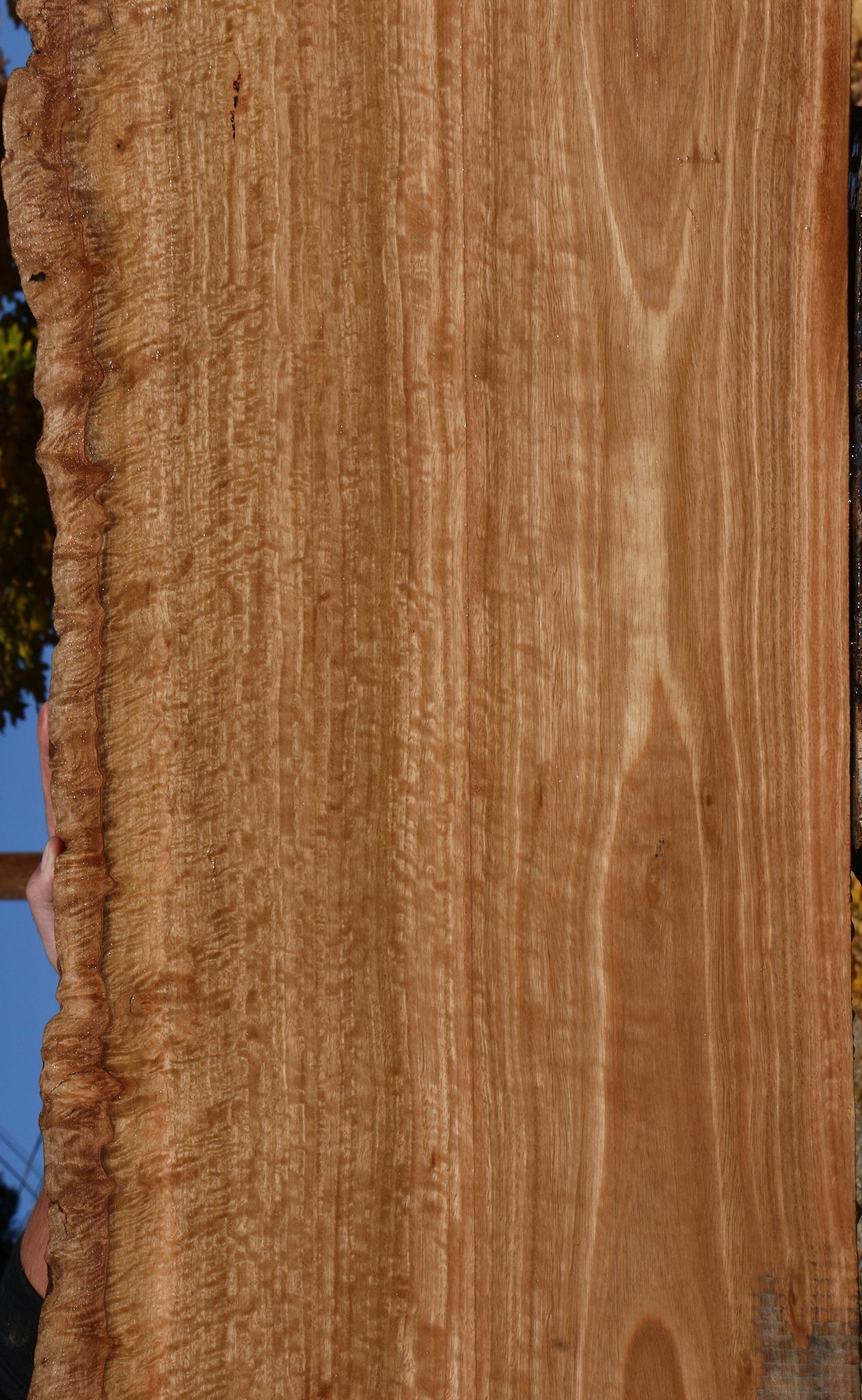 Extra Fancy Pomelle Eucalyptus Live Edge Lumber