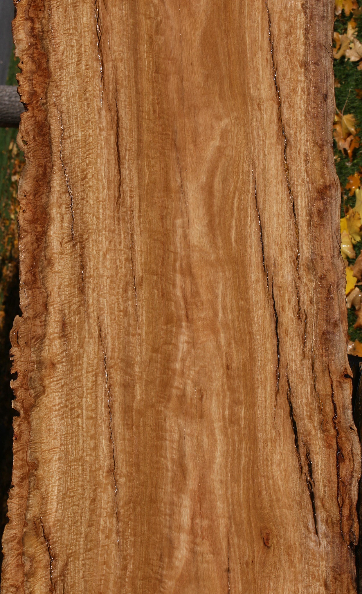 Extra Fancy Pomelle Eucalyptus Live Edge Lumber