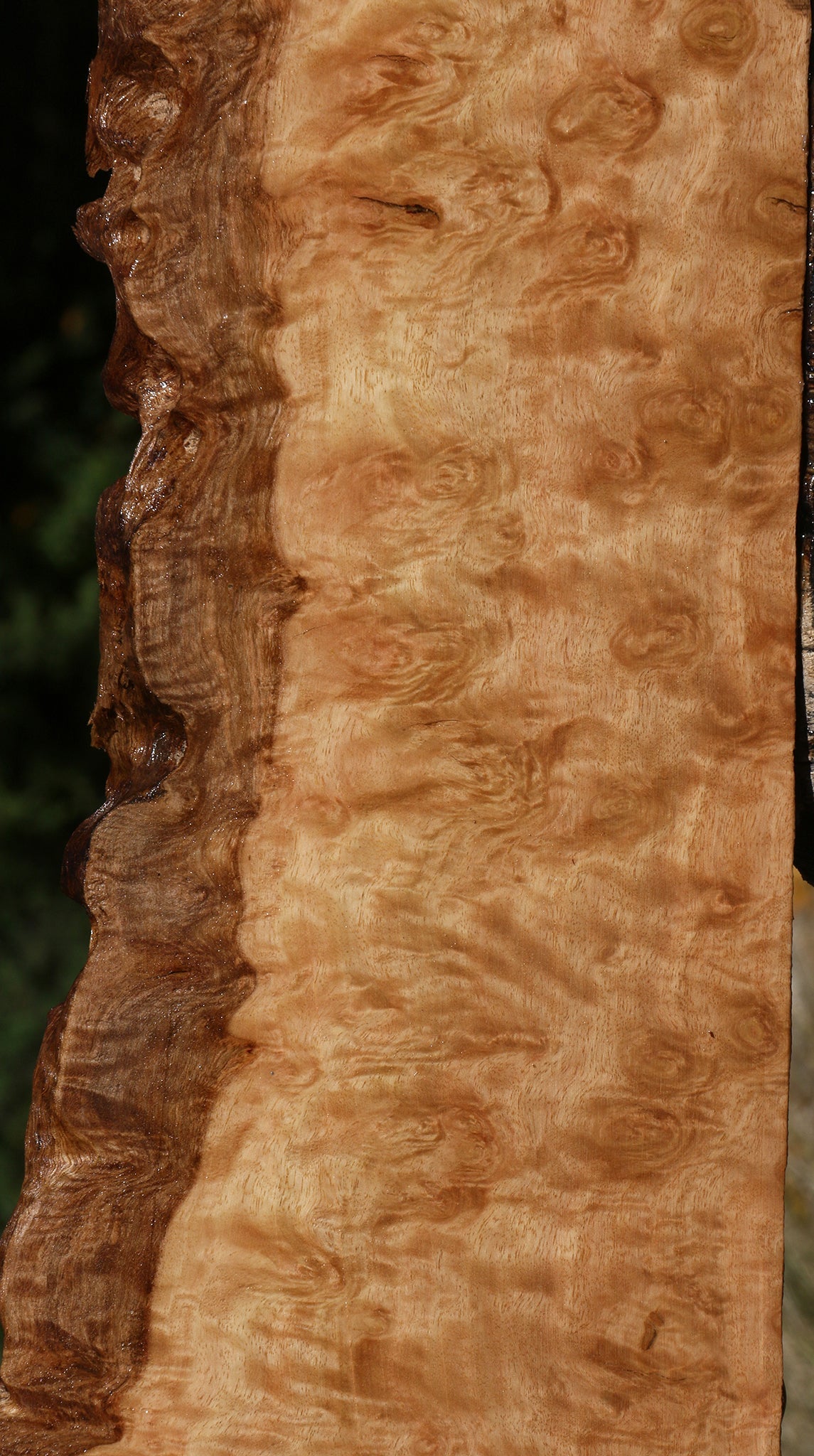 Exhibition Pomelle Eucalyptus Live Edge Lumber