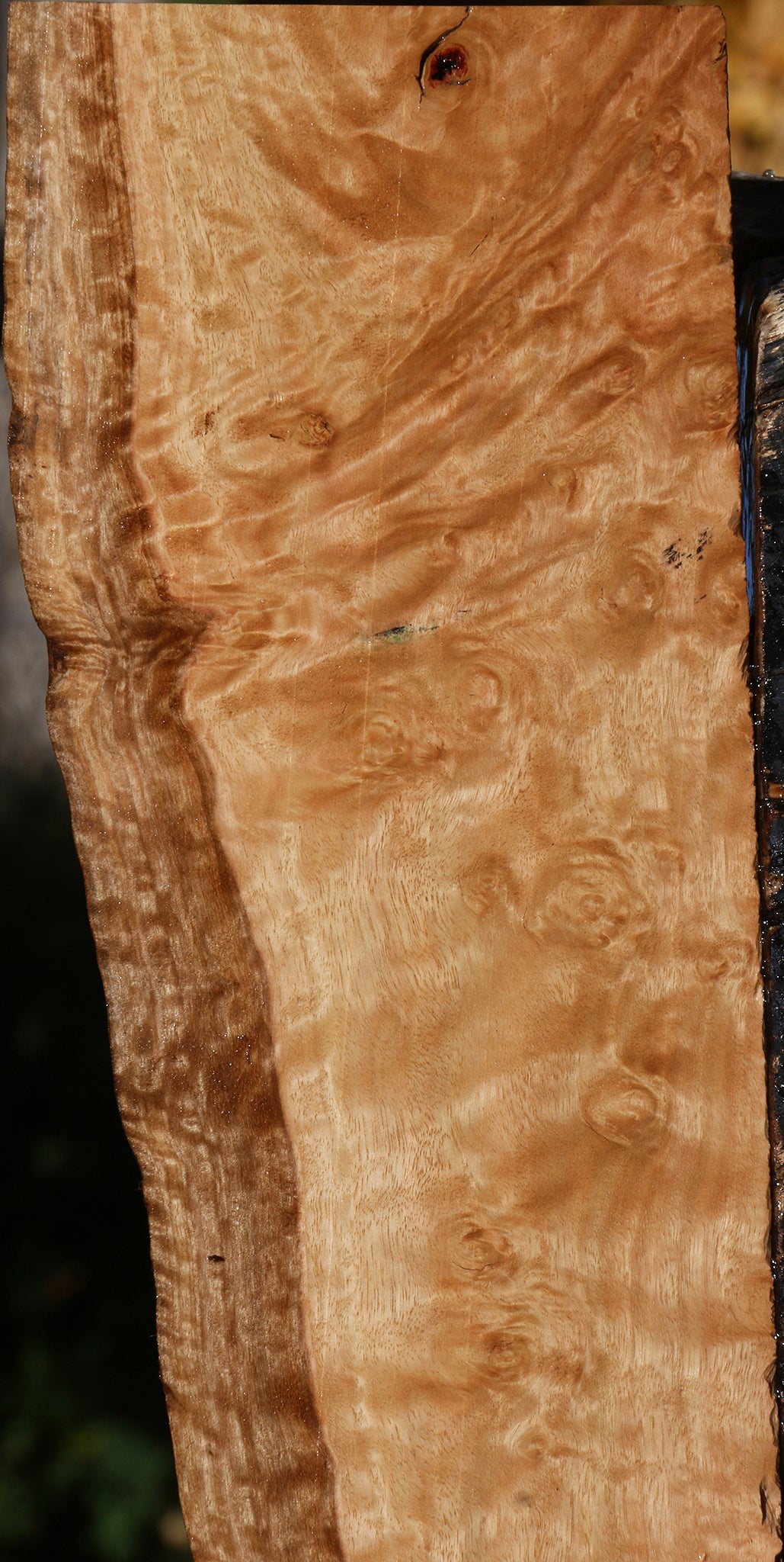 Extra Fancy Pomelle Eucalyptus Live Edge Lumber