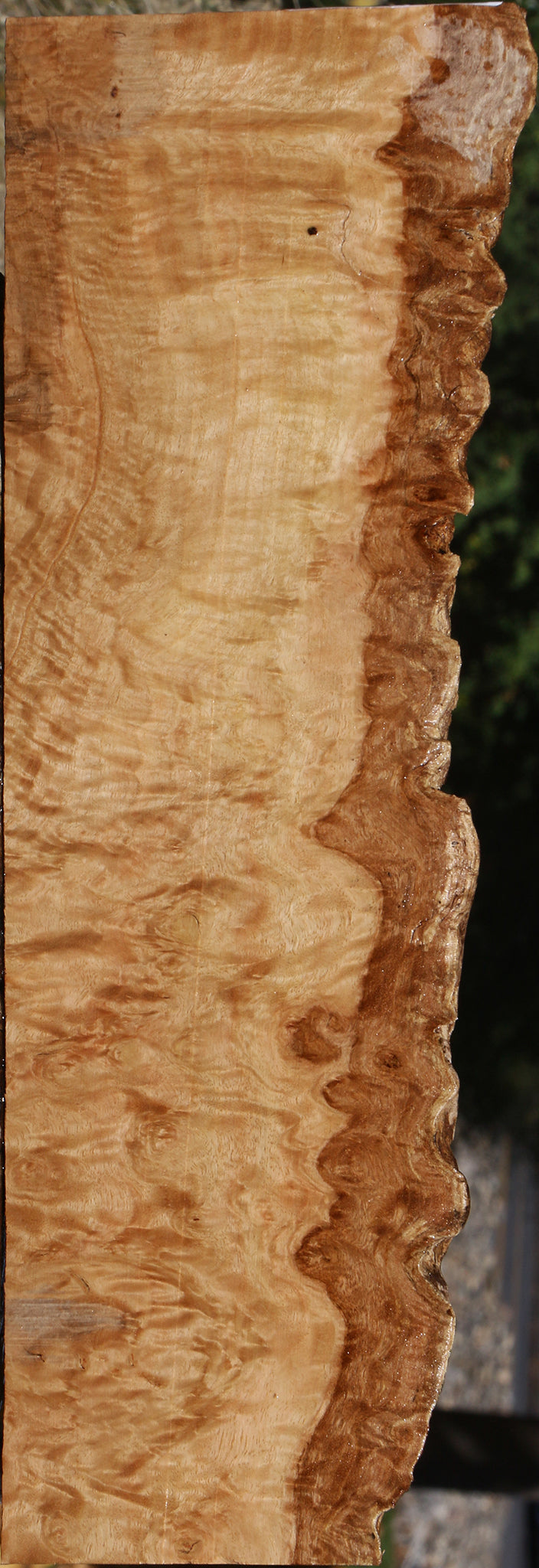 Extra Fancy Pomelle Eucalyptus Live Edge Lumber