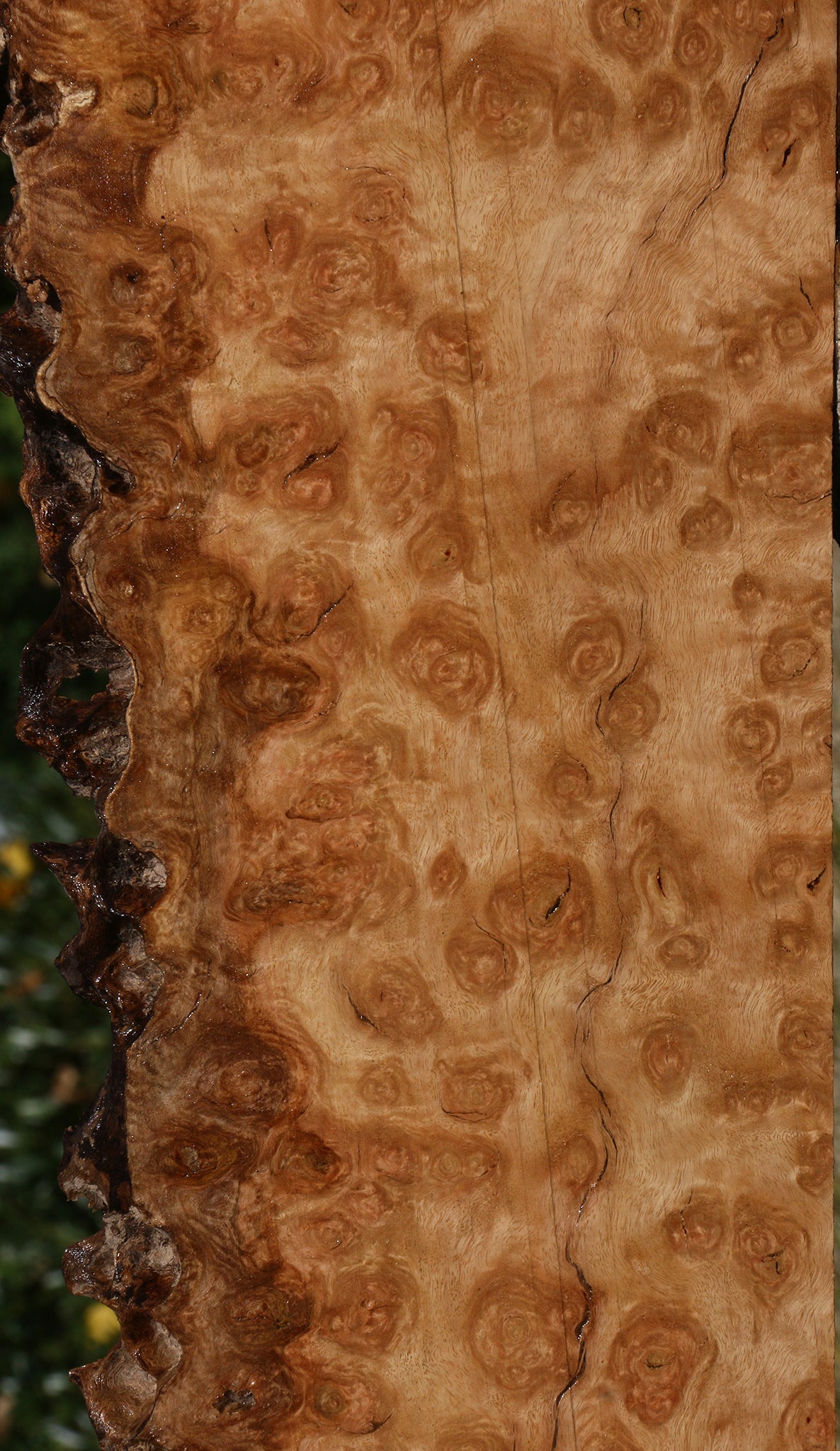 Exhibition Rustic Pomelle Eucalyptus Live Edge Lumber