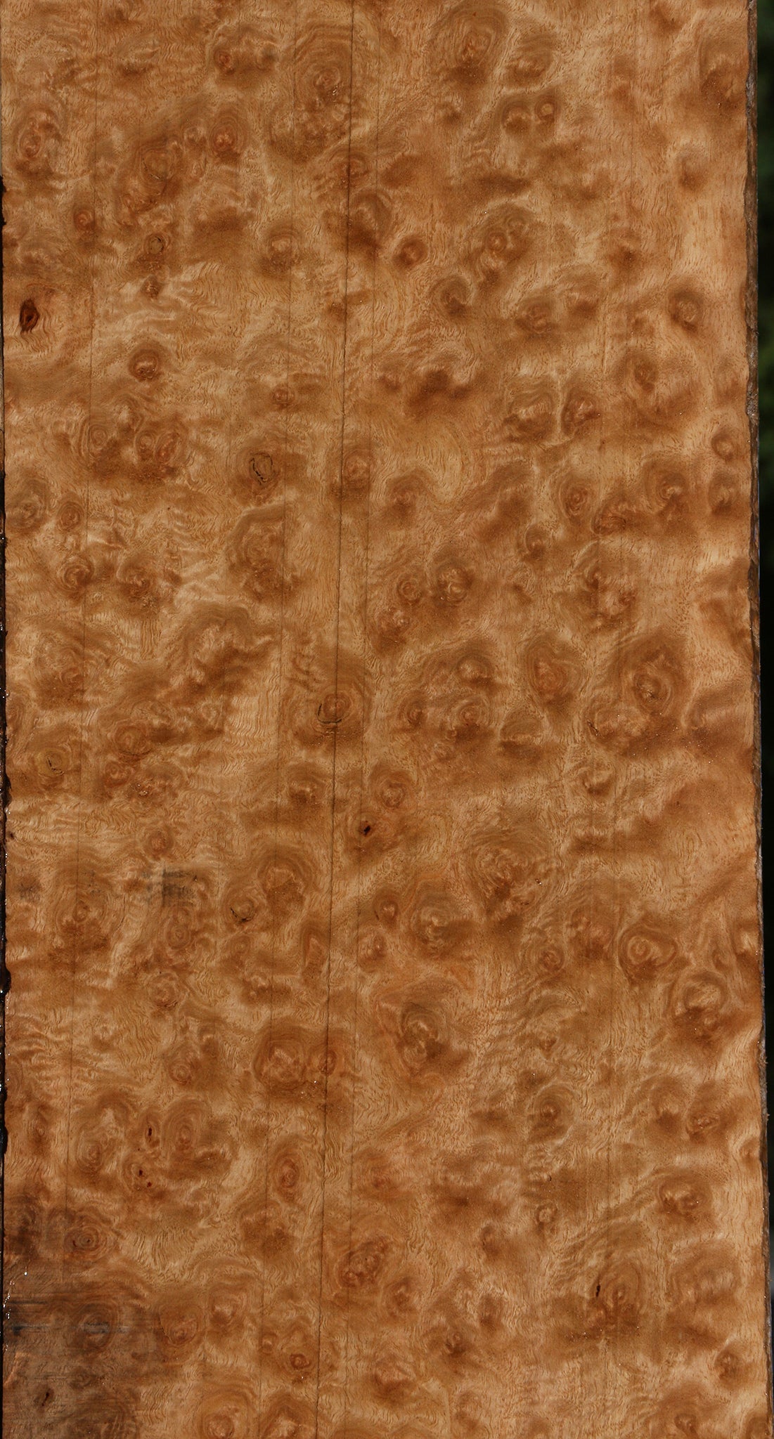 Exhibition Pomelle Eucalyptus Lumber